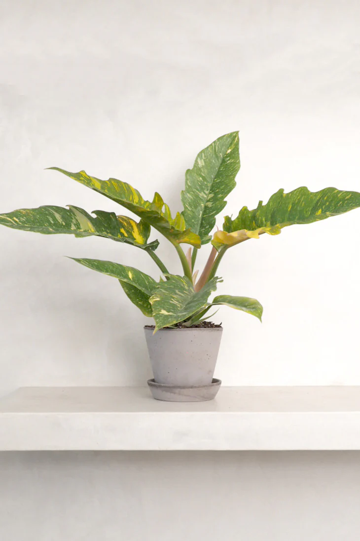 Philodendron Ring of Fire