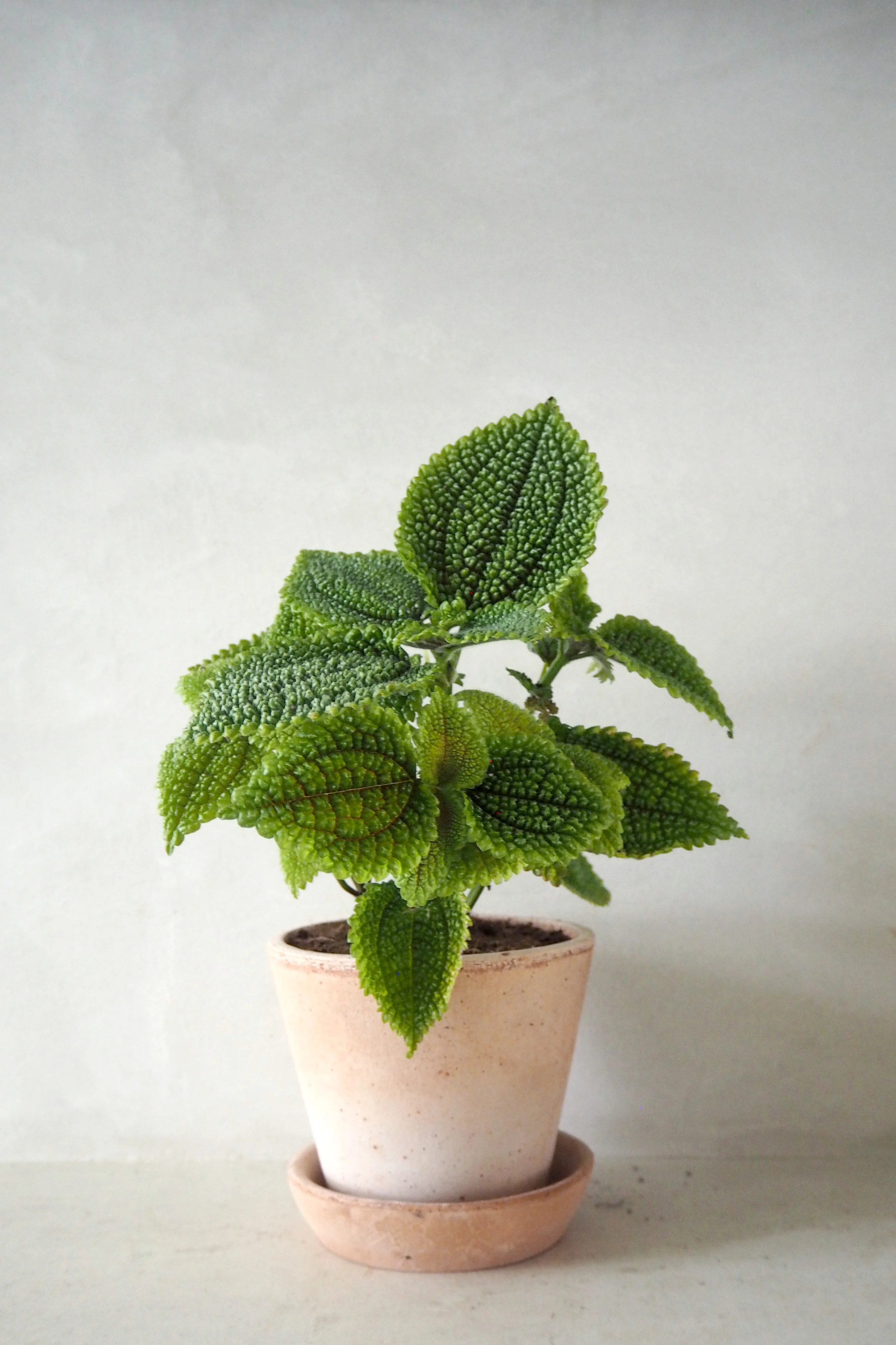Pilea moon valley