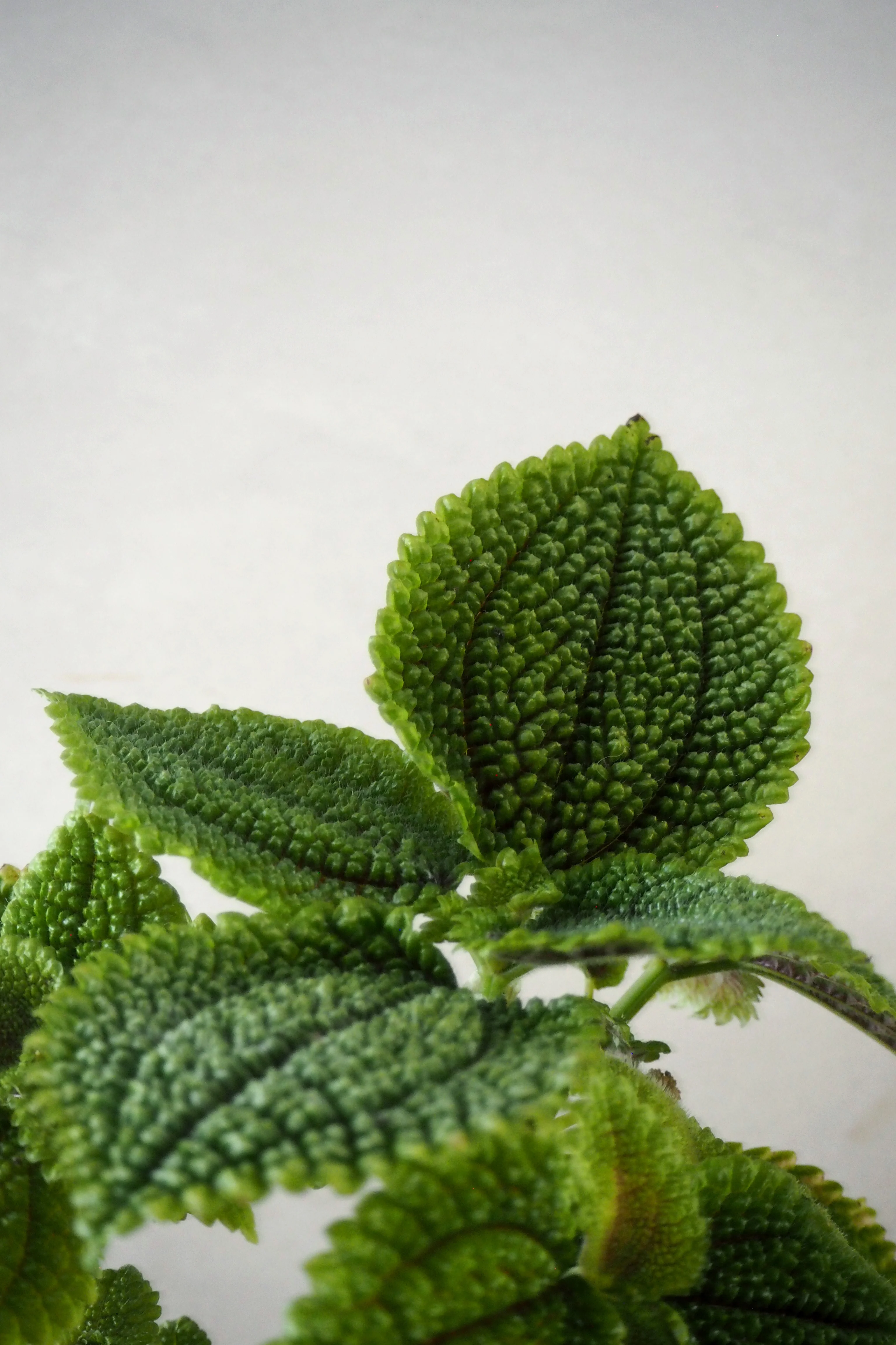 Pilea moon valley - Image 2