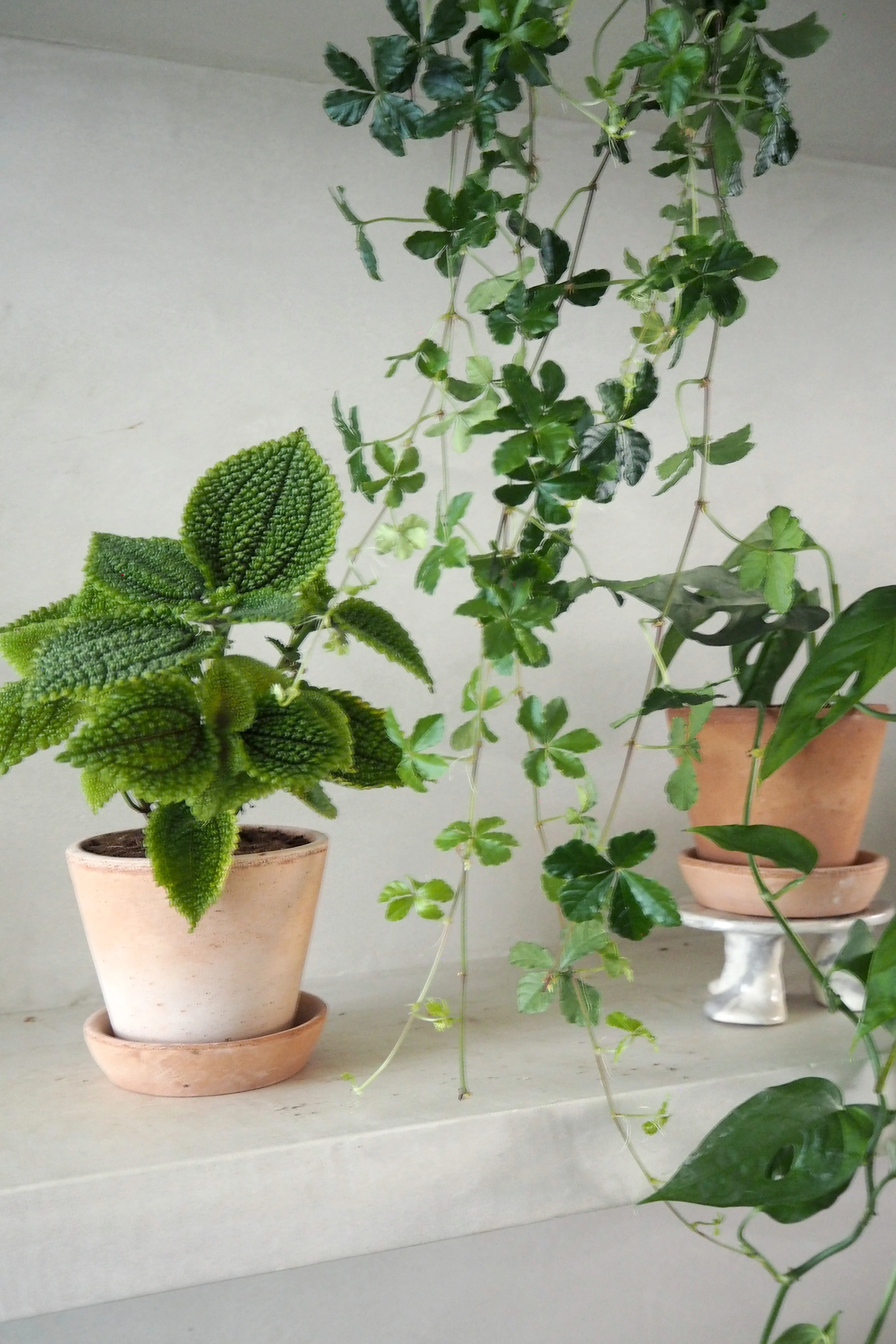 Pilea moon valley - Image 3