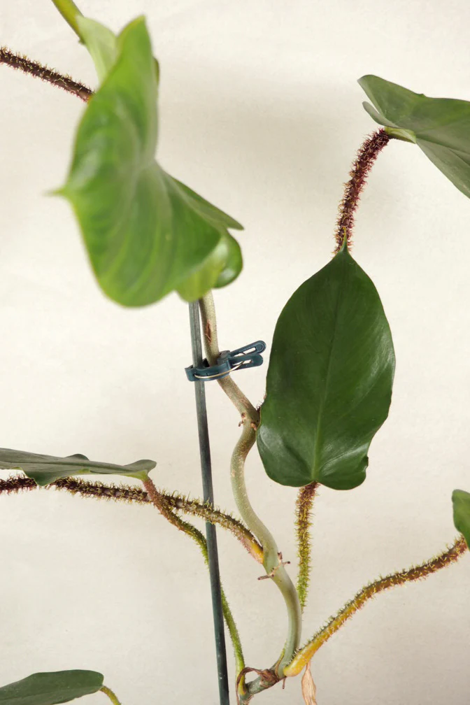Planteklemmer - Image 4