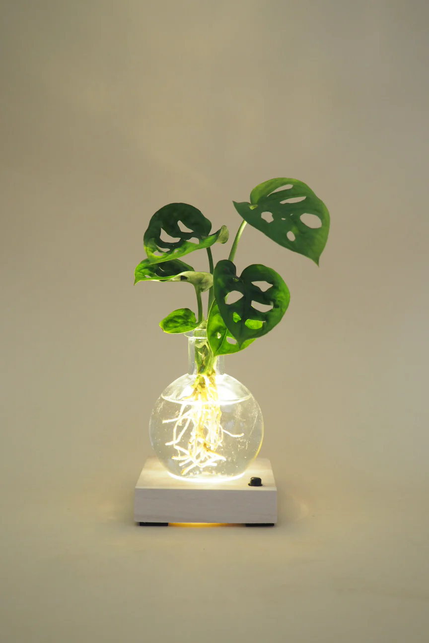 Plantelampe, Monstera - Image 3