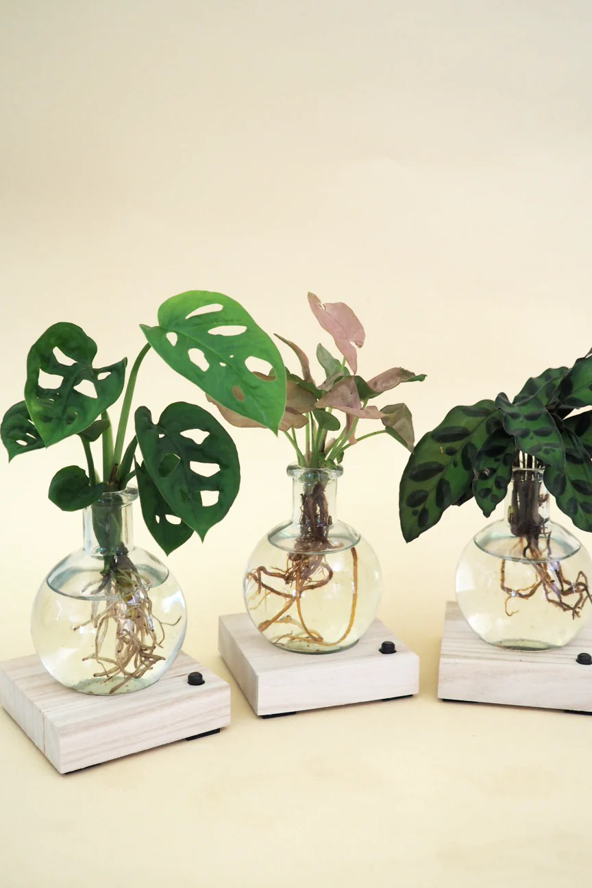 Plantelampe, Monstera - Image 4