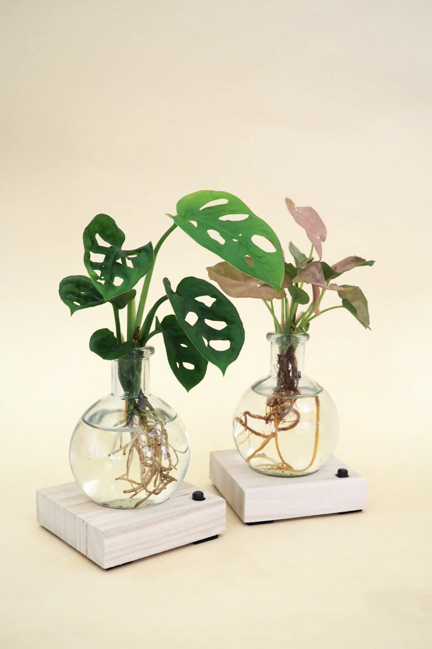Plantelampe, Monstera - Image 5
