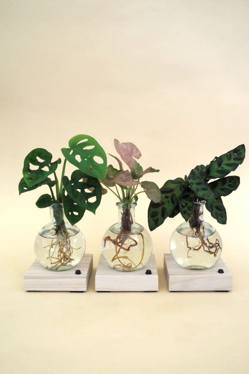 Plantelampe, Monstera - Image 6