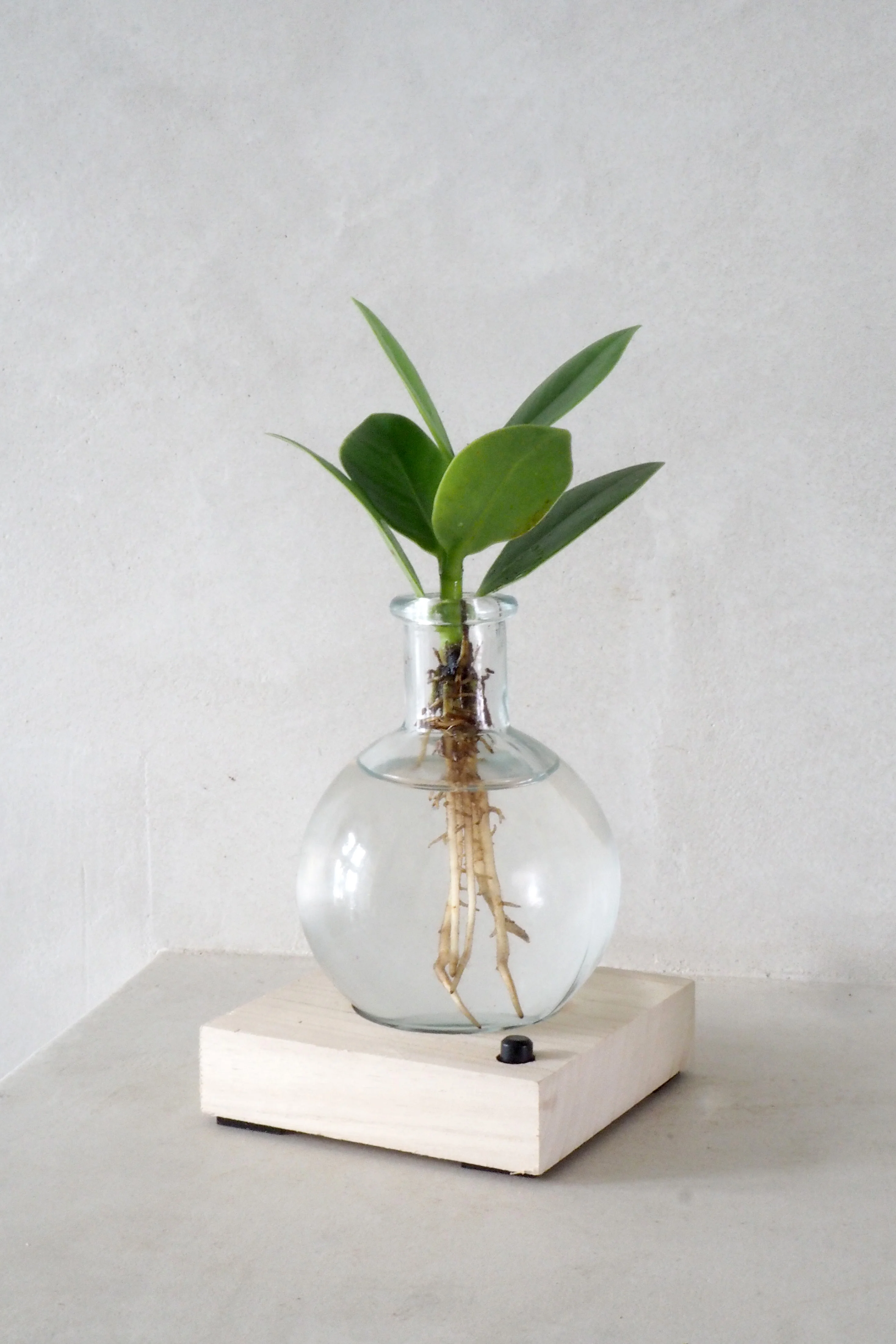 Plantelampe, Clusia - Image 3
