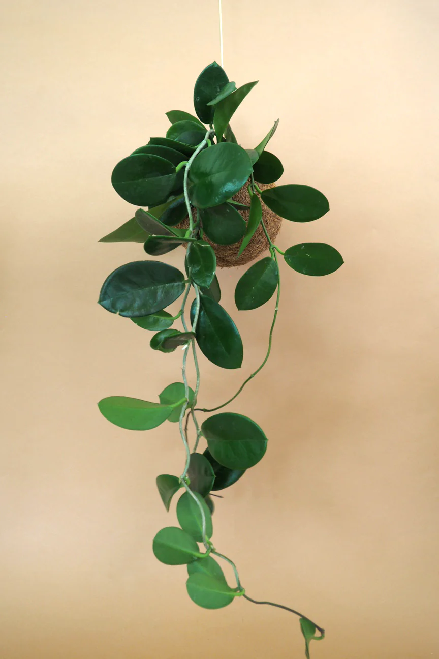 Planteplanet, Hoya carnosa - Image 3