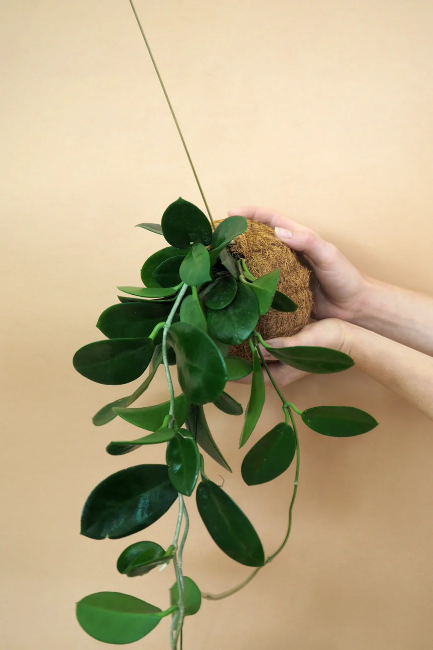 Planteplanet, Hoya carnosa - Image 4