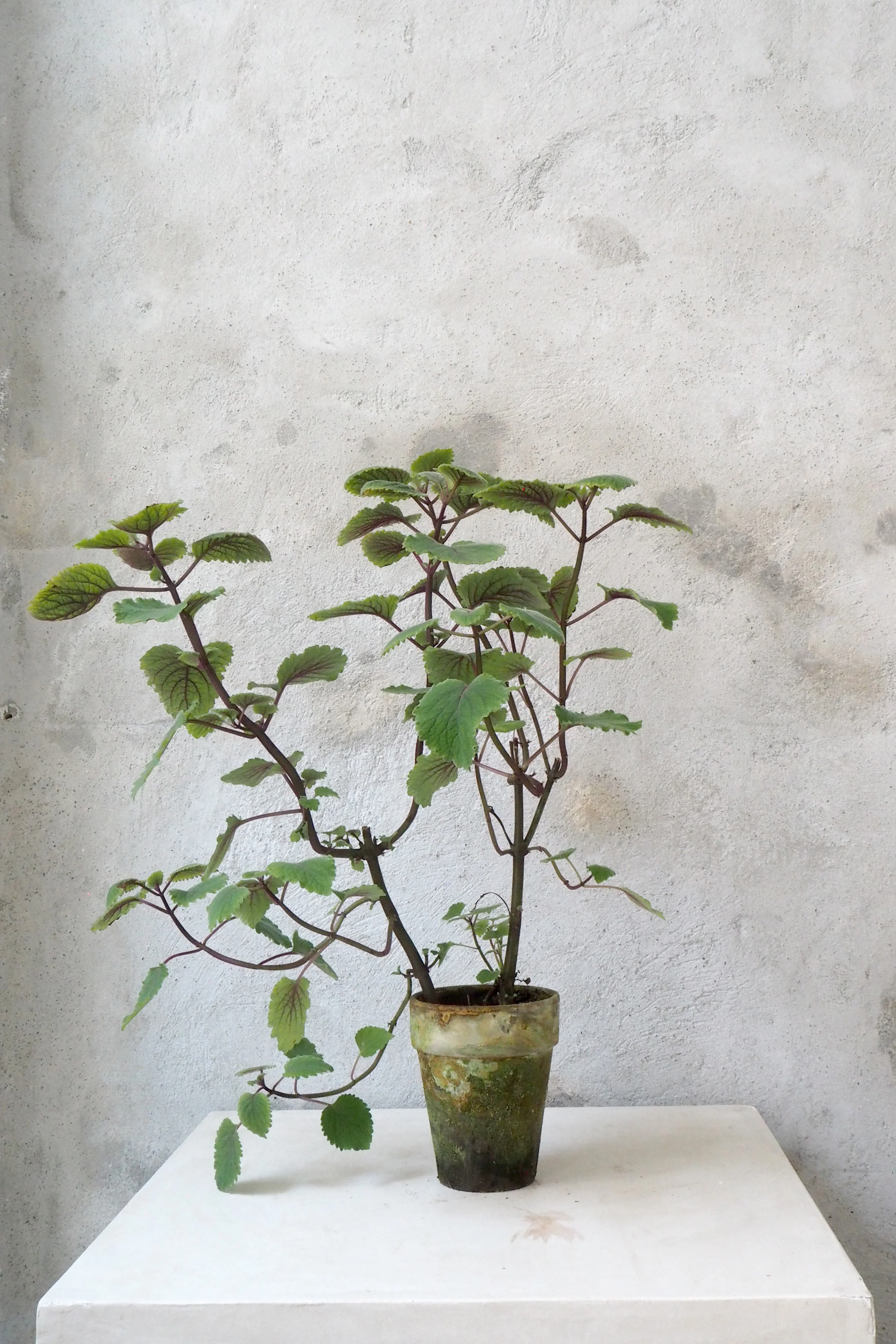 Plectranthus