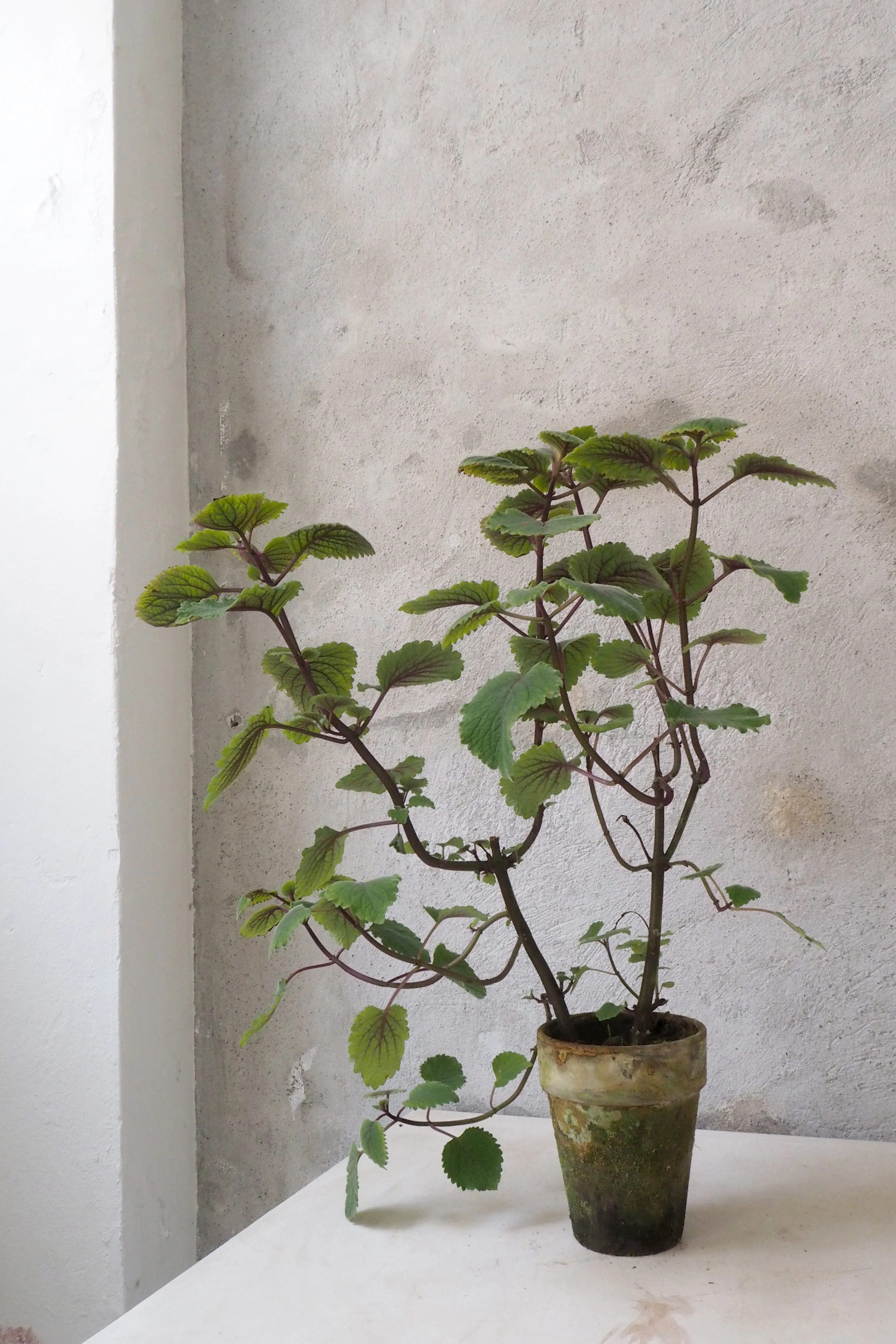 Plectranthus - Image 2