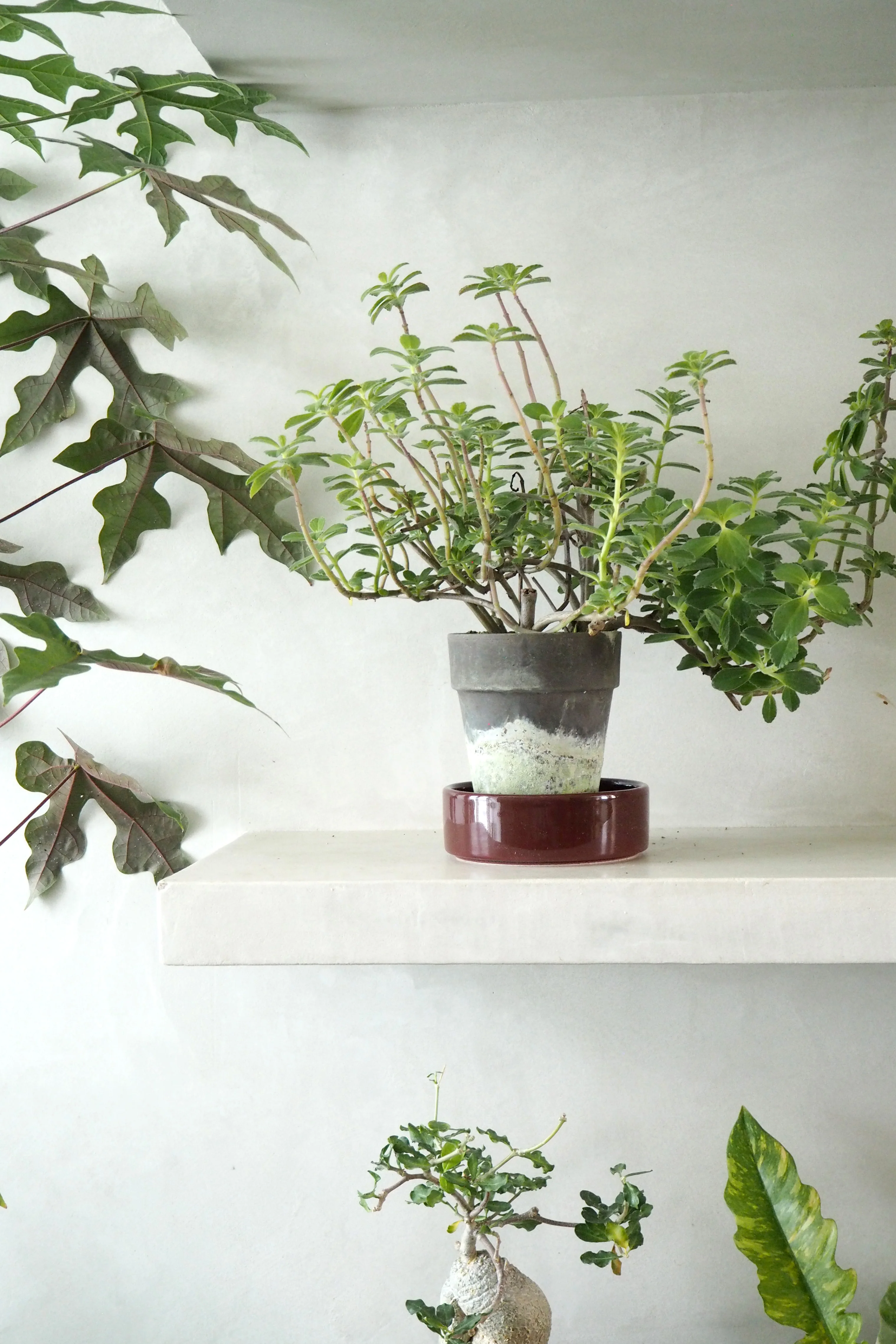 Plectranthus Malaga - Image 2
