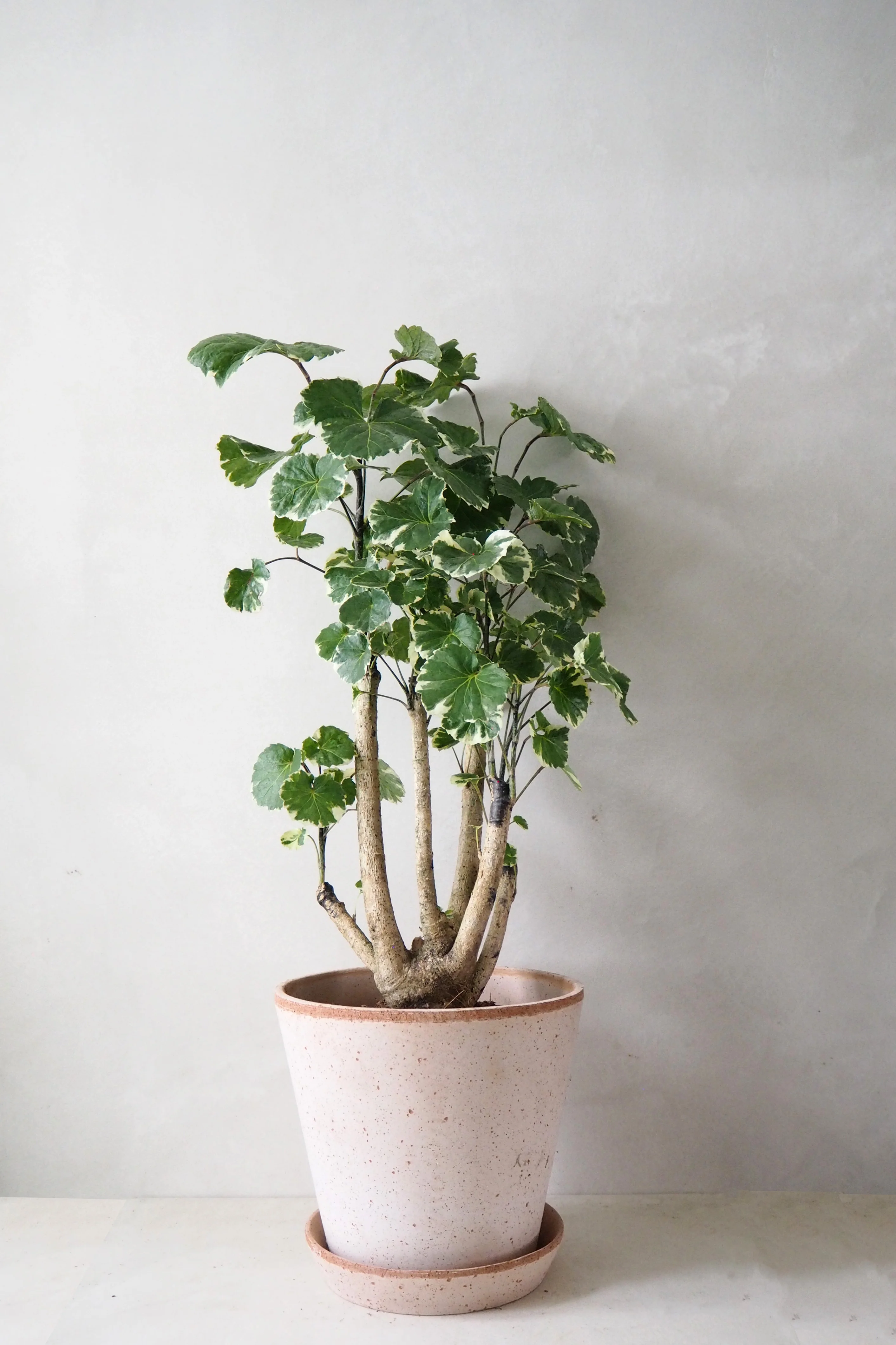 Polyscias Balfourian