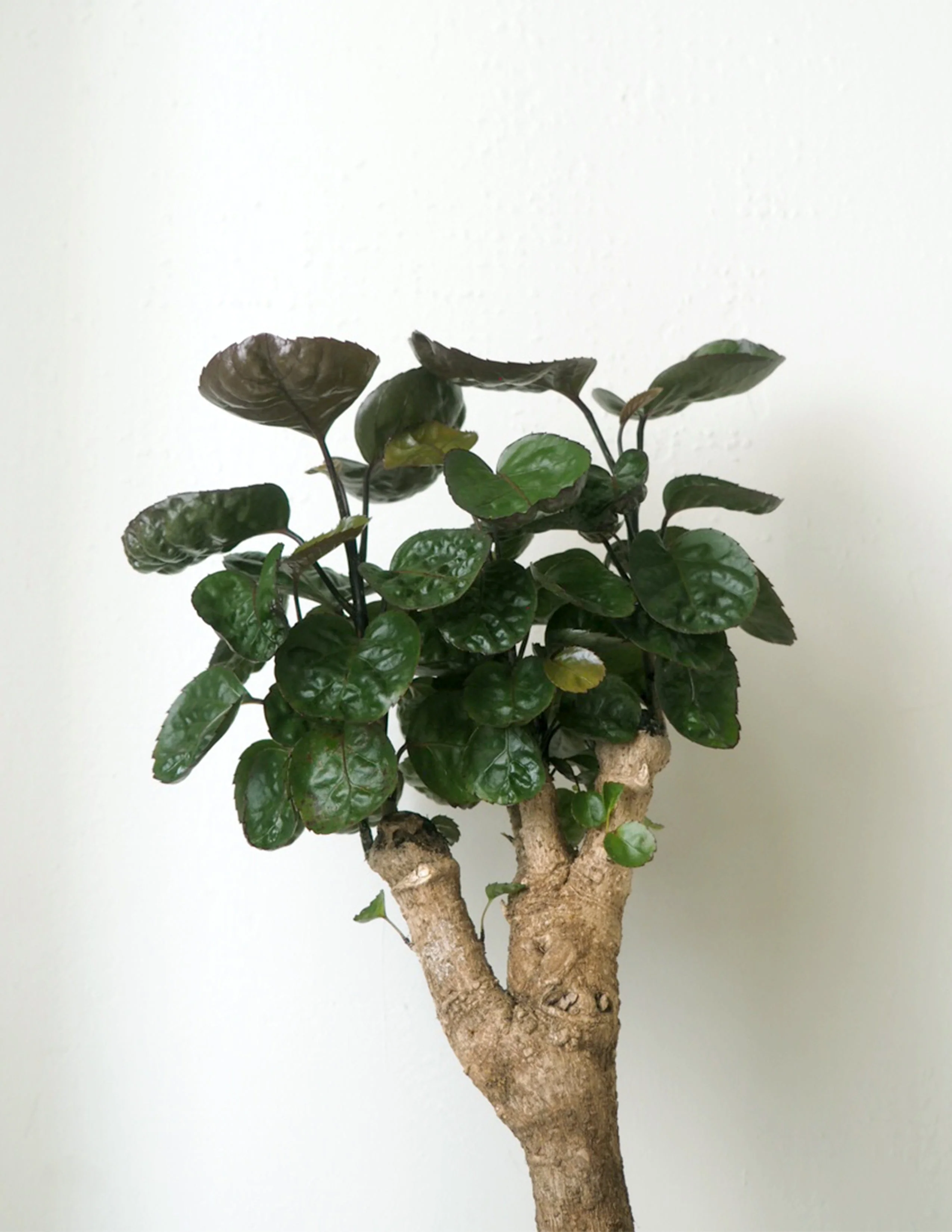 Polyscias Fabian, stor - Image 5