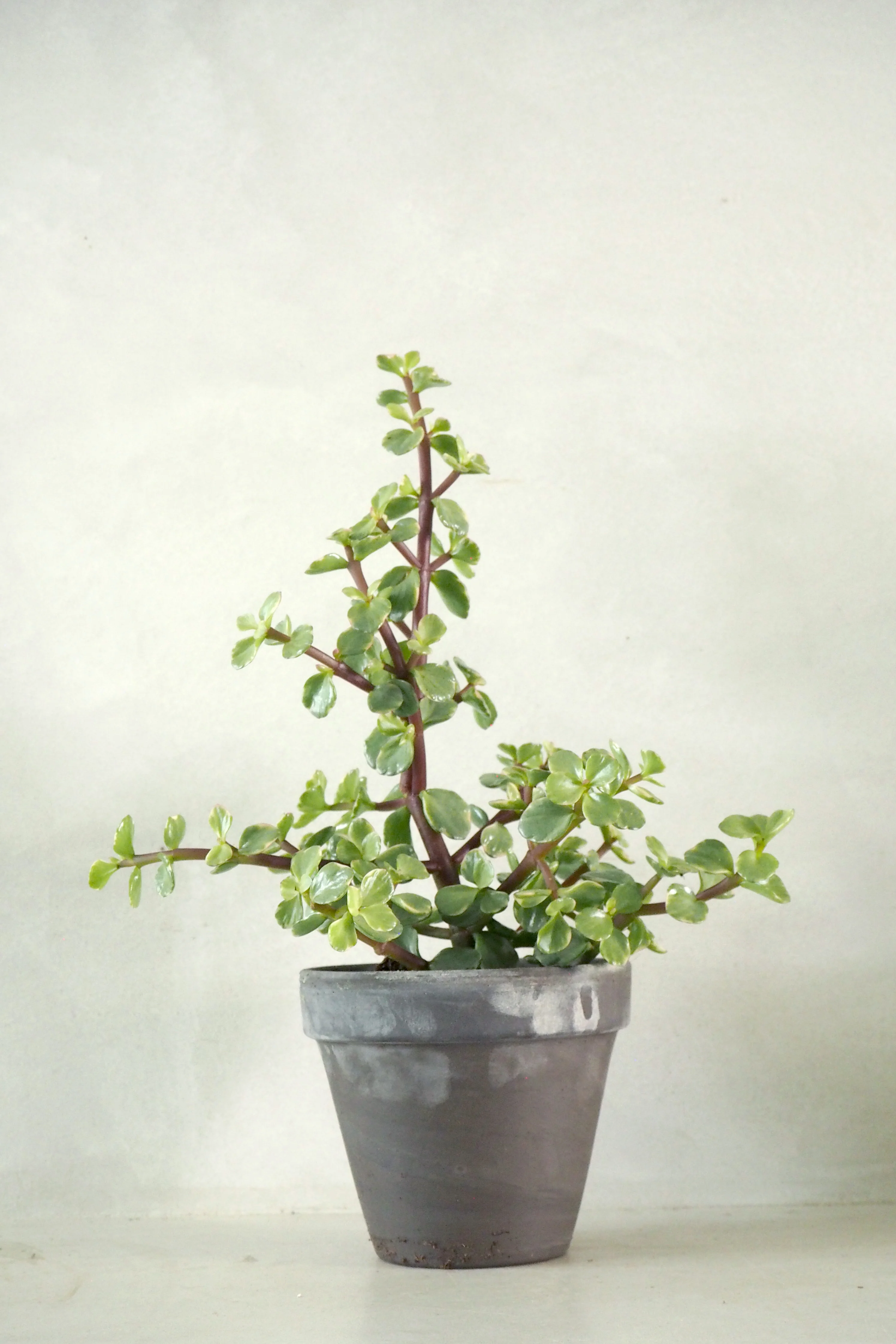 Bedst sælgende planter