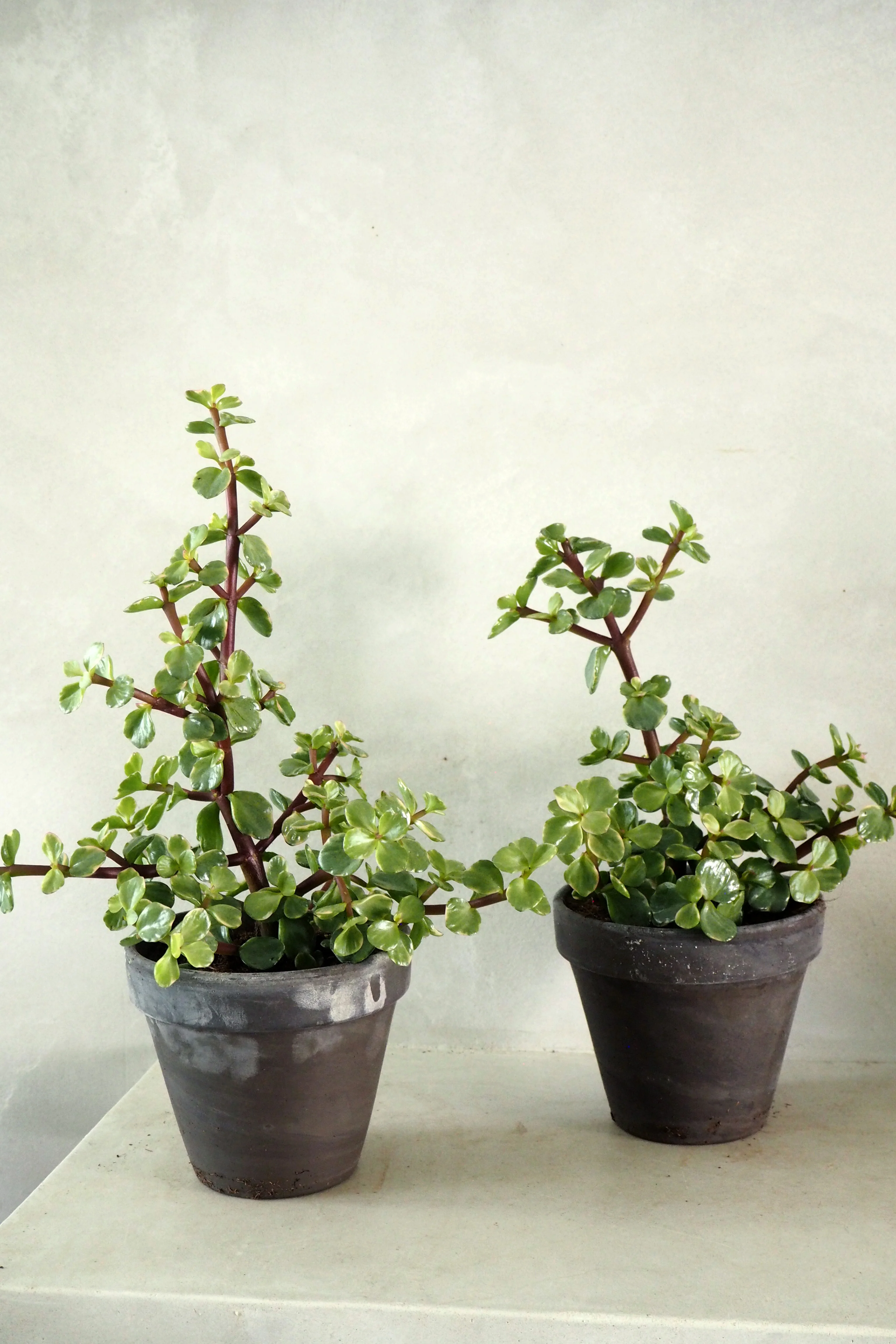 Portulacaria afra - Image 2