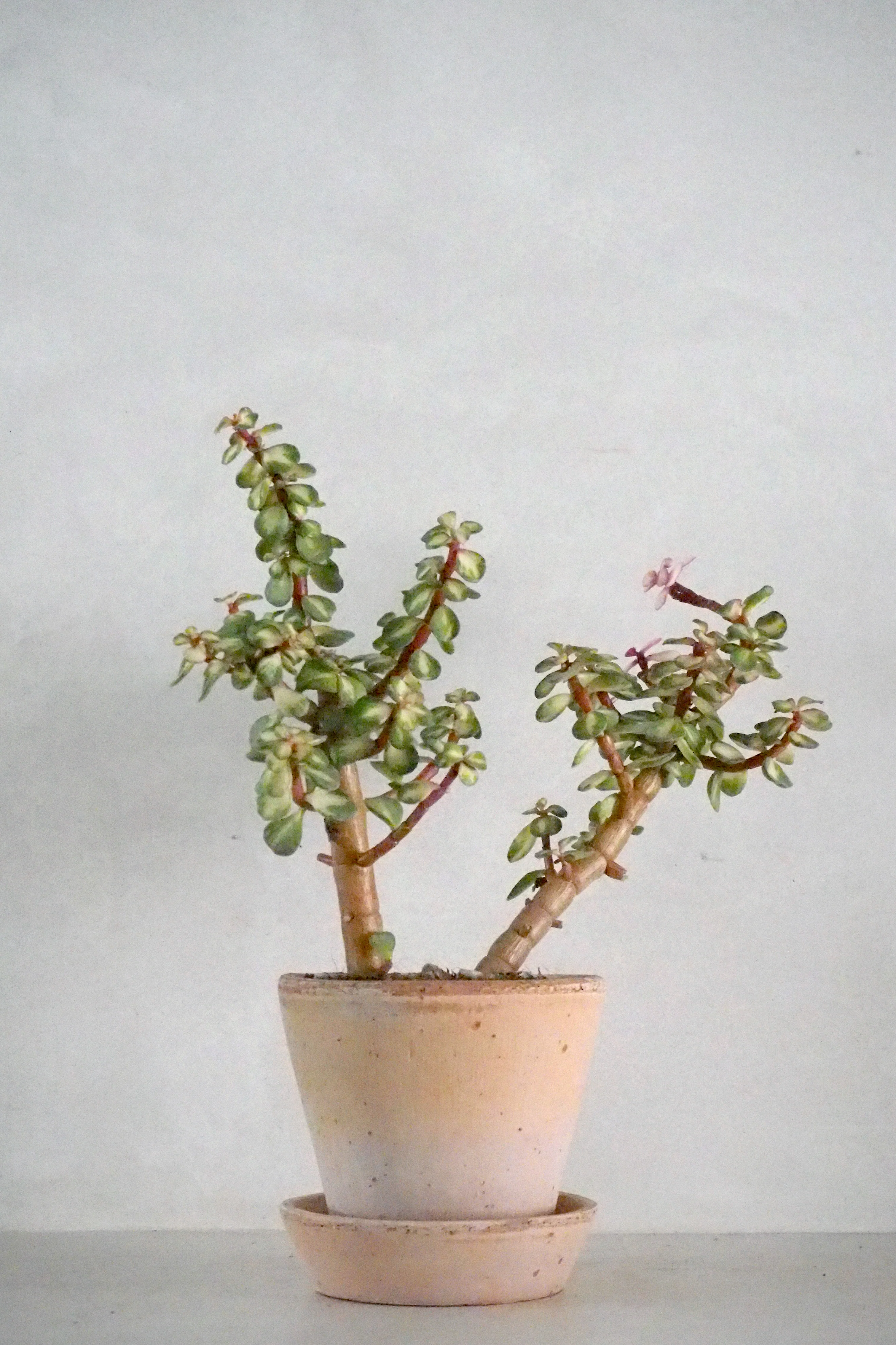 Portulacaria afra 'Medio-picta'