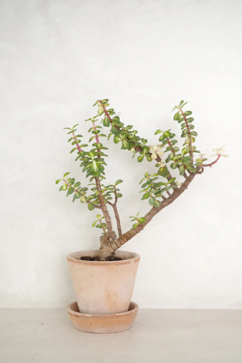 Portulacaria afra 'Medio-picta' - Image 3