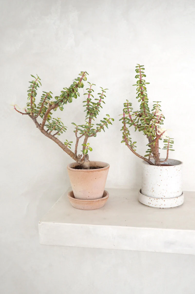 Portulacaria afra 'Medio-picta' - Image 4
