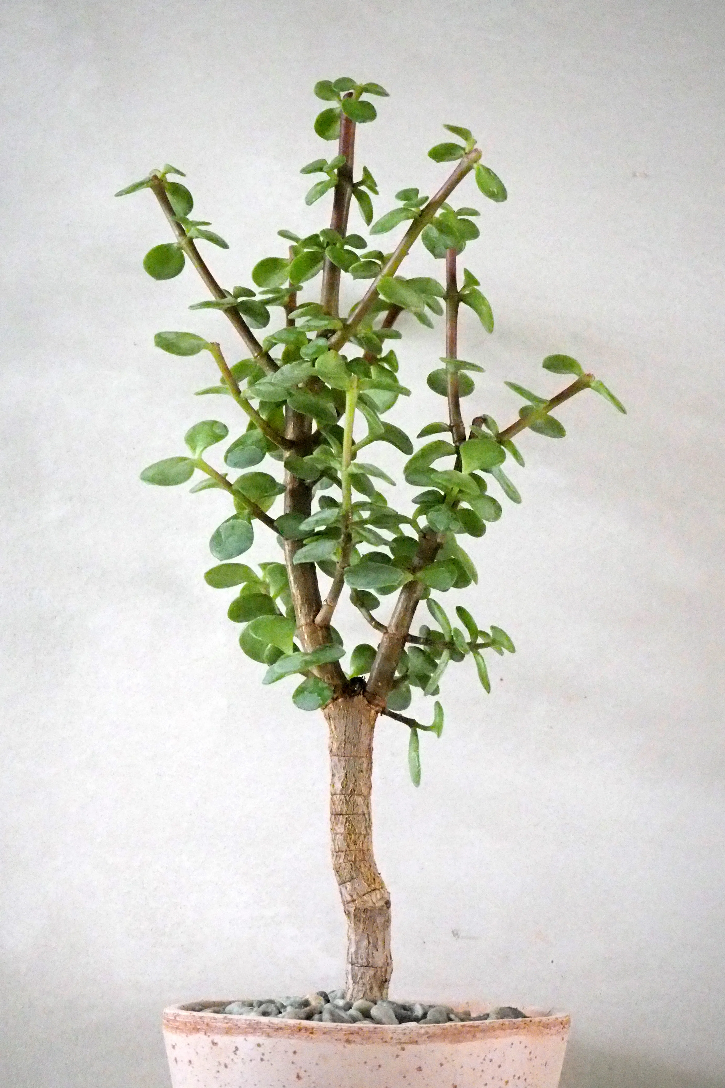 Portulacaria afra Opstammet - Image 3