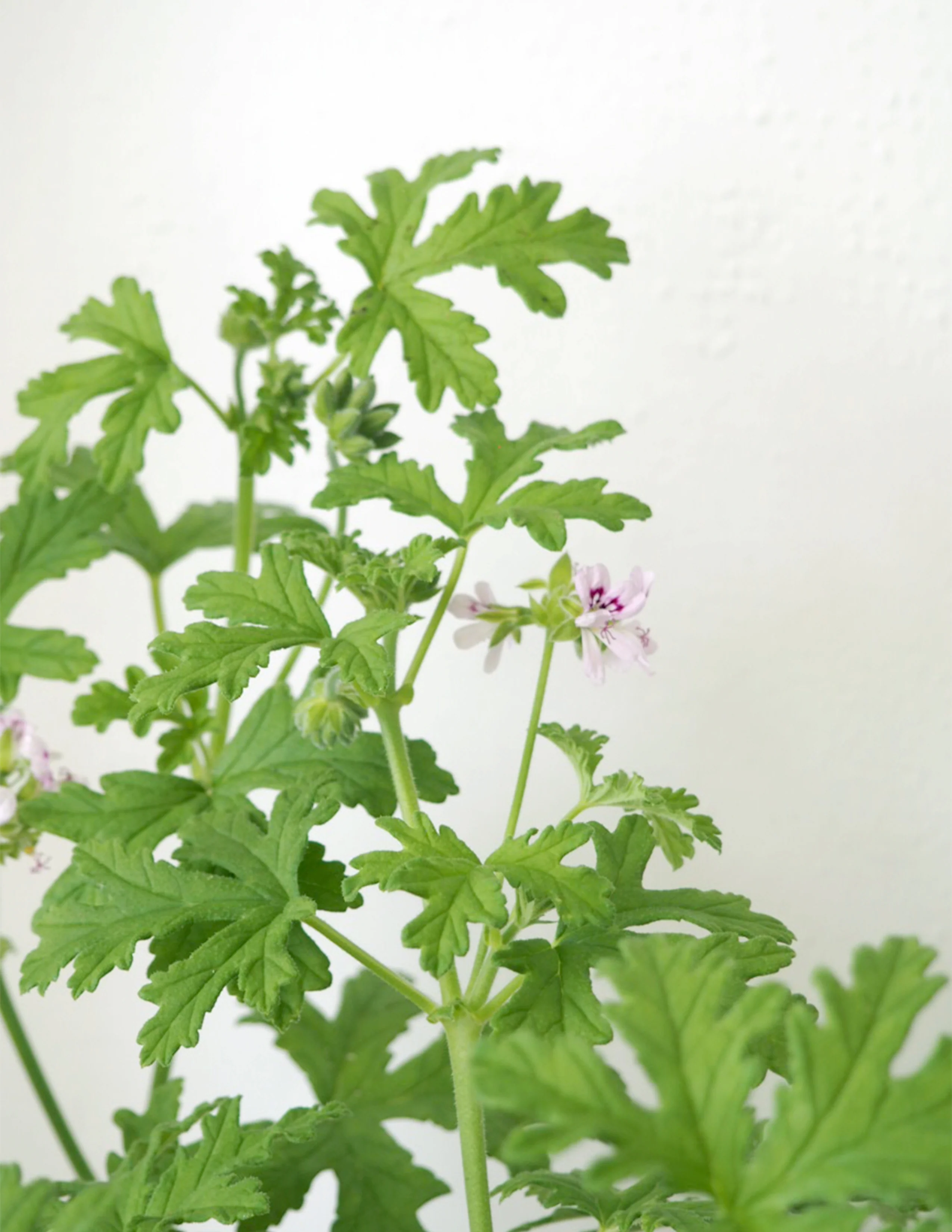 Rosengeranium - Image 4