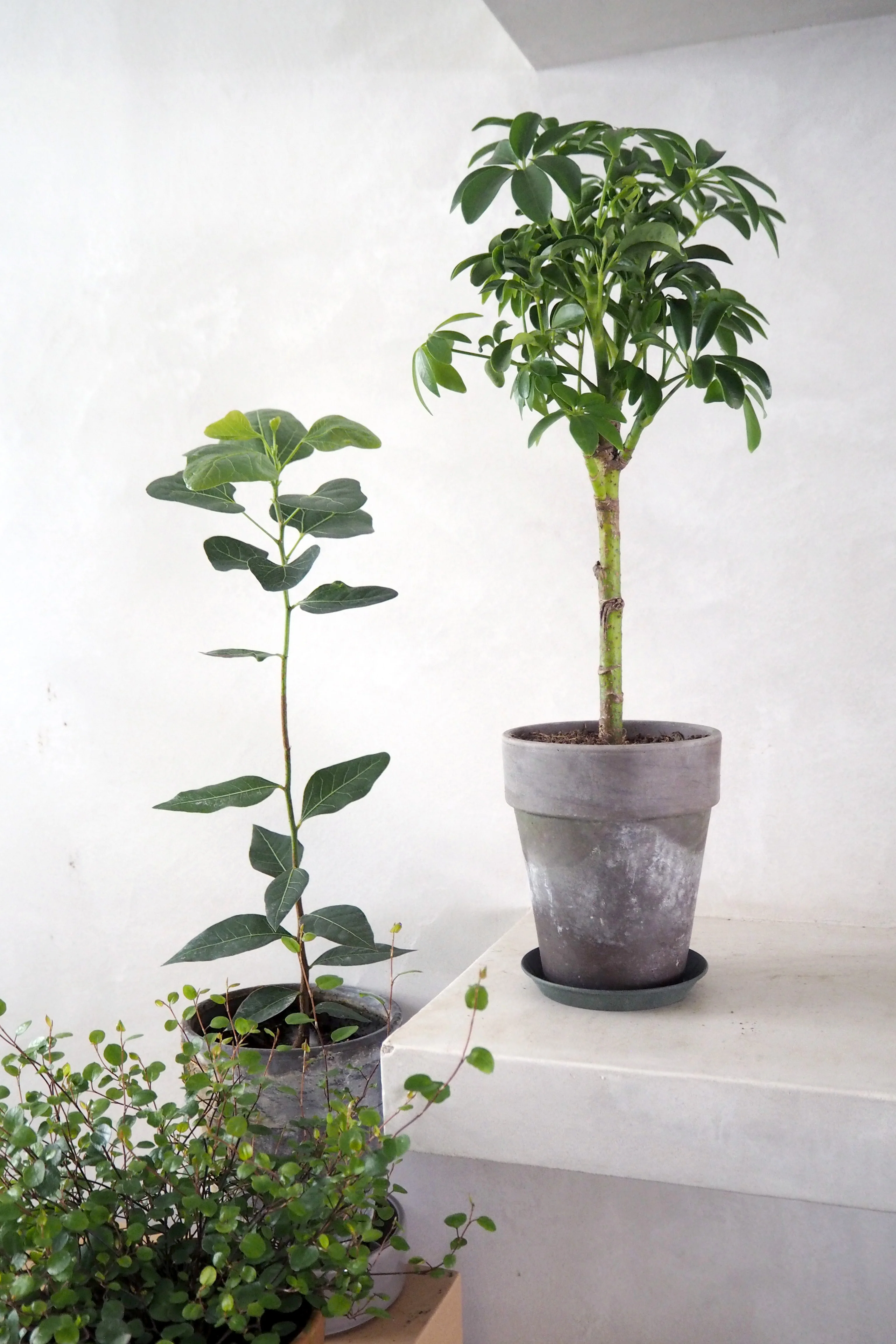 Schefflera Luseana opstammet - Image 2