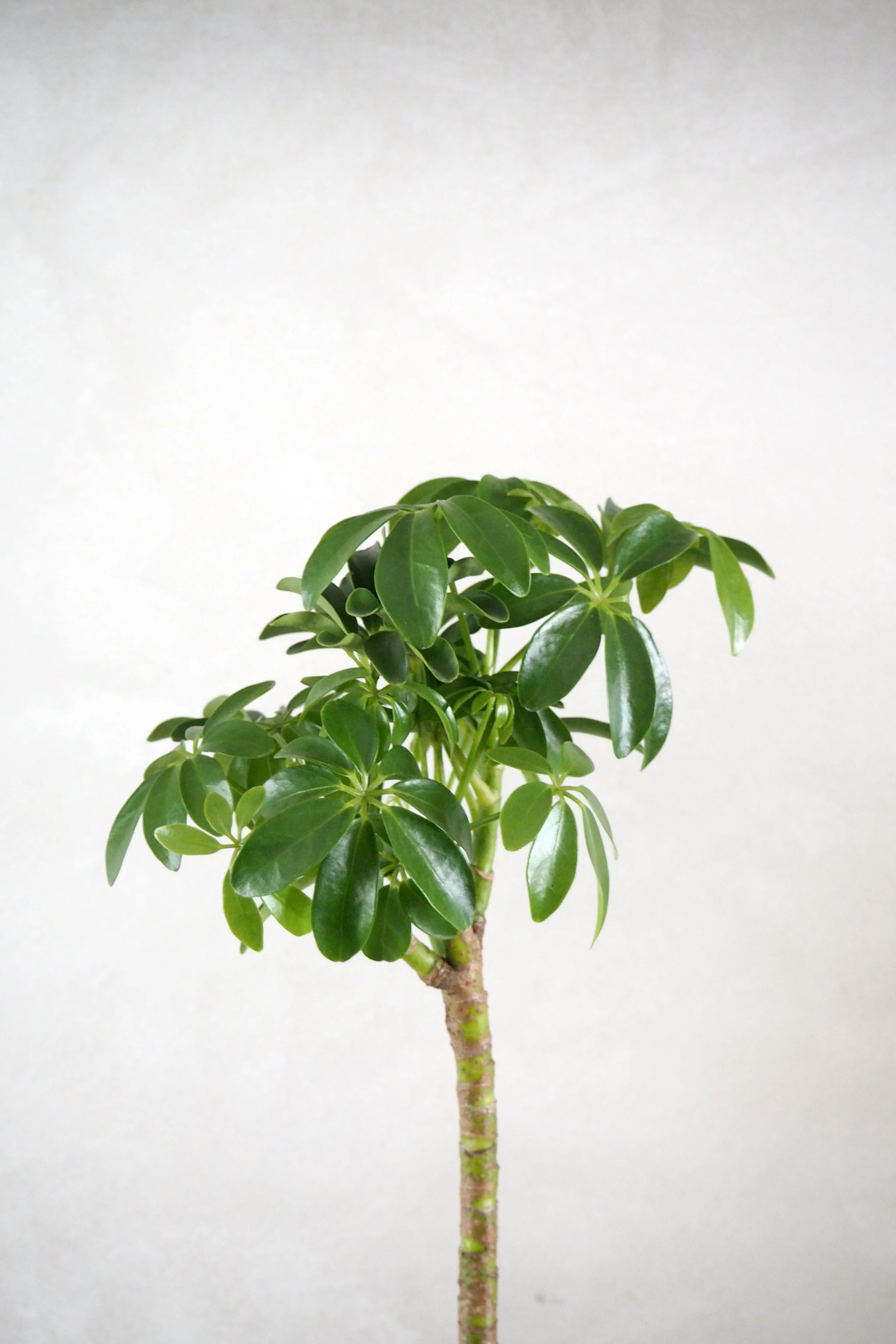 Schefflera Luseana opstammet - Image 3