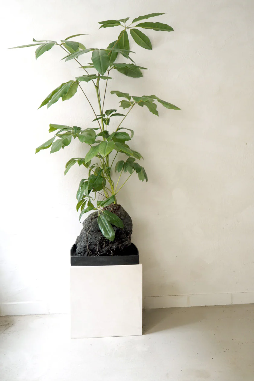 Schefflera på Lavasten, oversize - Image 4
