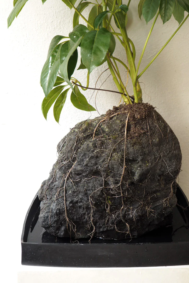 Schefflera på Lavasten, oversize - Image 5