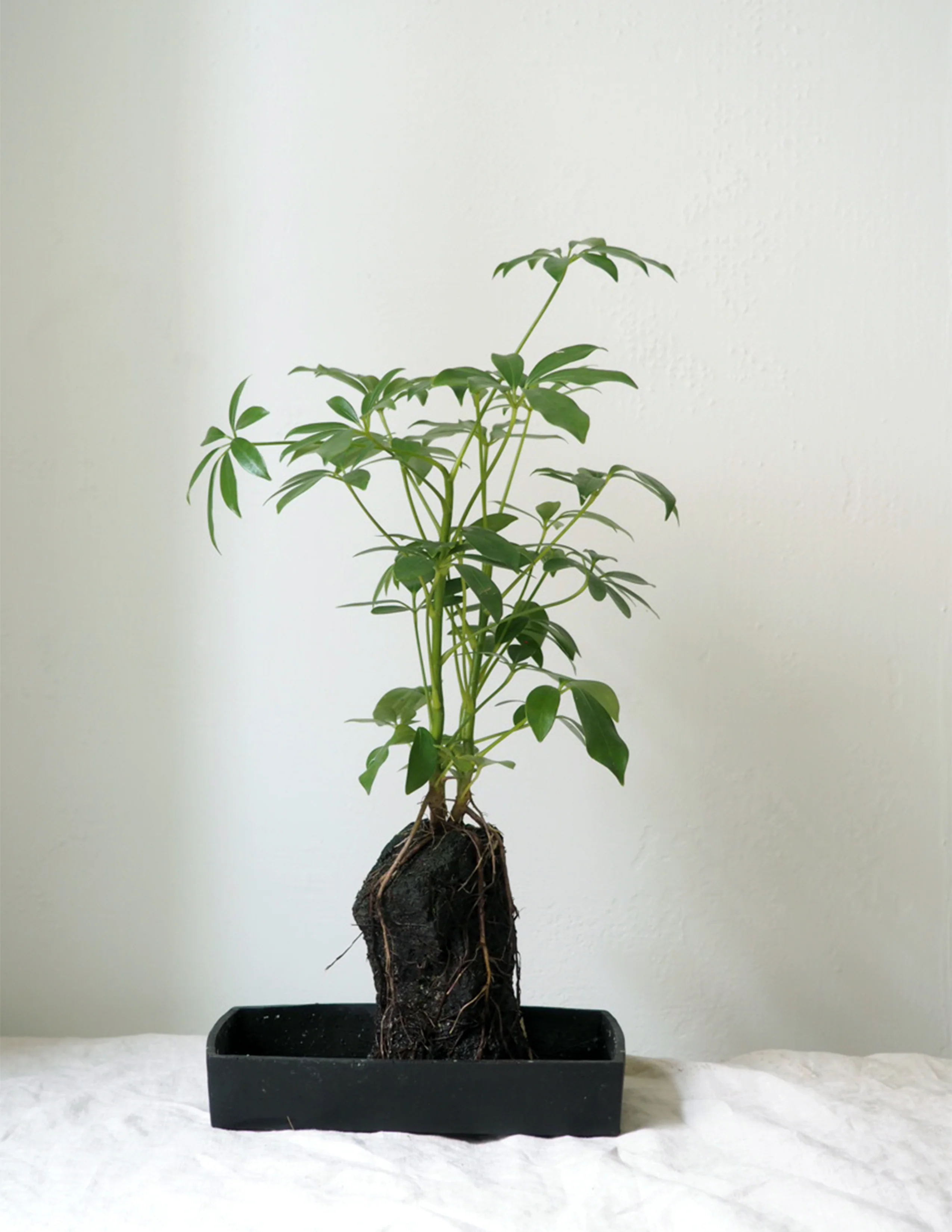 Schefflera på Lavasten - Image 3