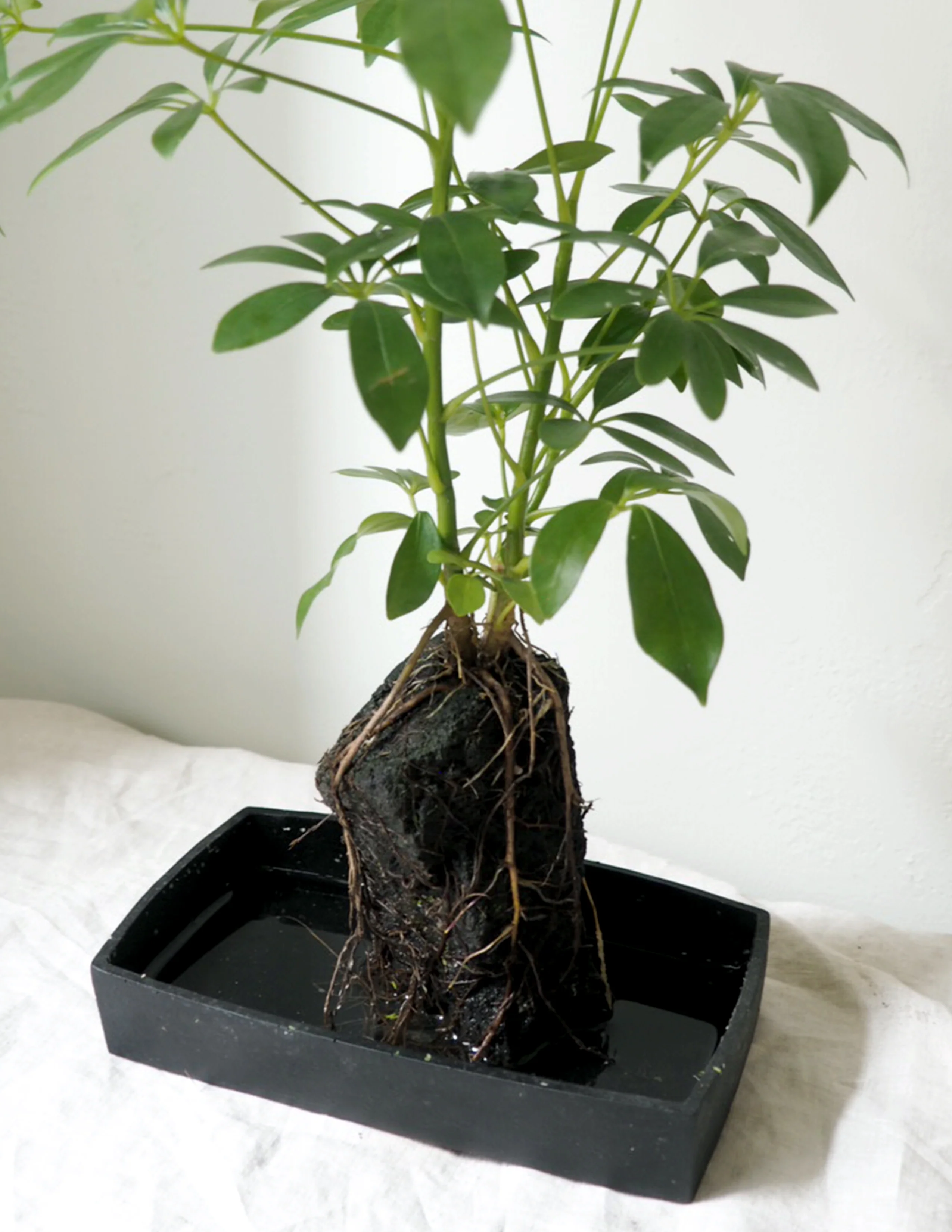 Schefflera på Lavasten - Image 4