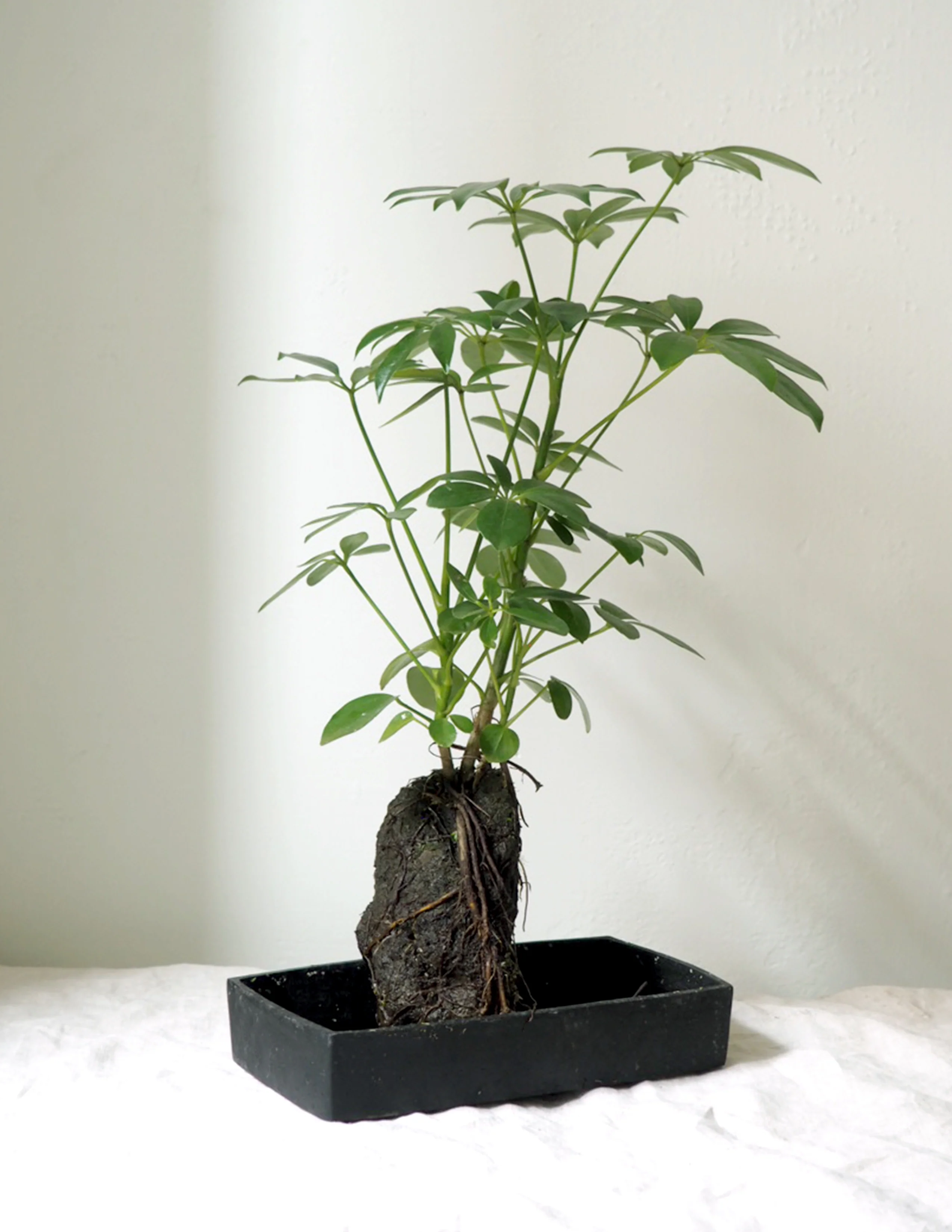 Schefflera på Lavasten - Image 5