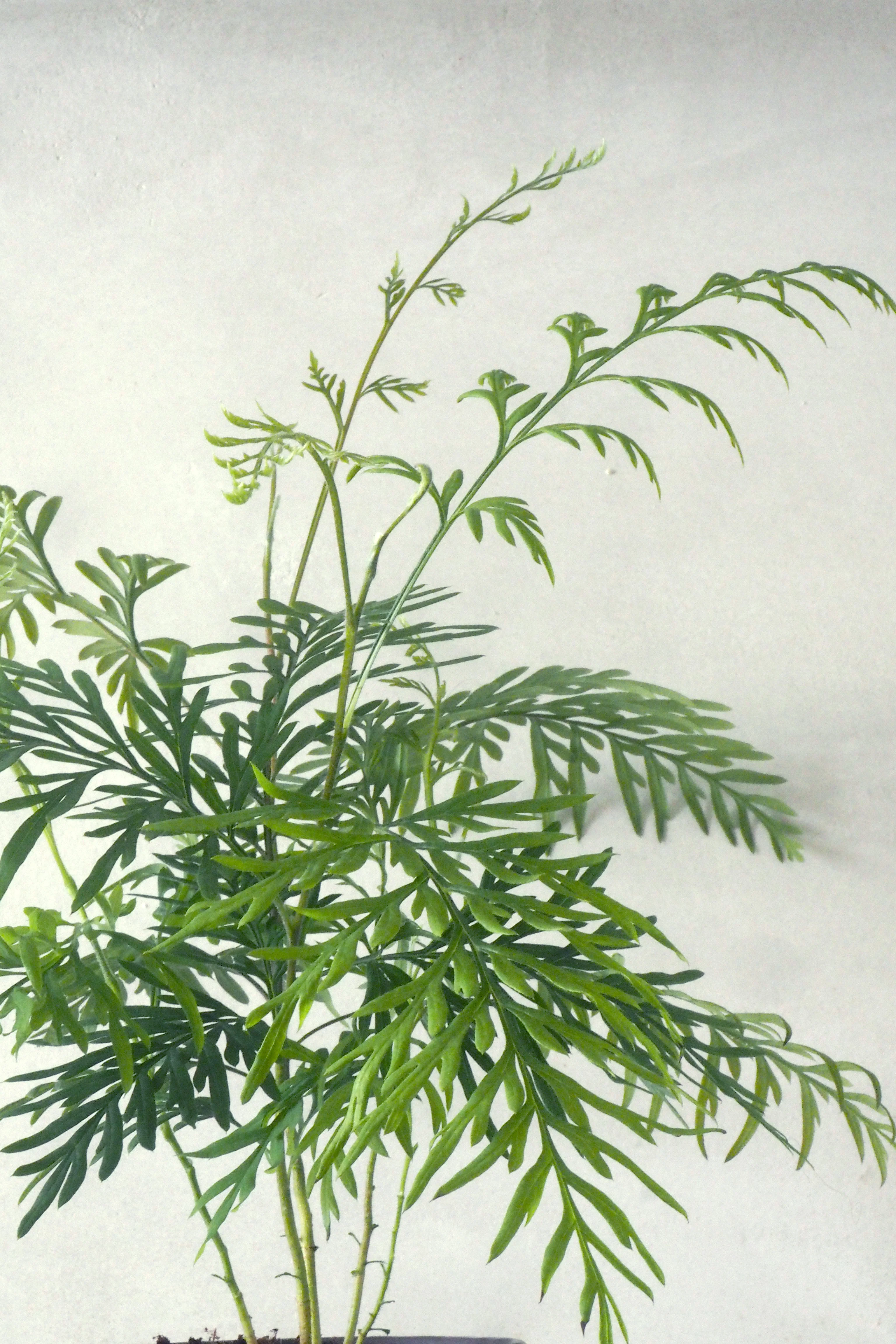 Silke Eg - Image 2