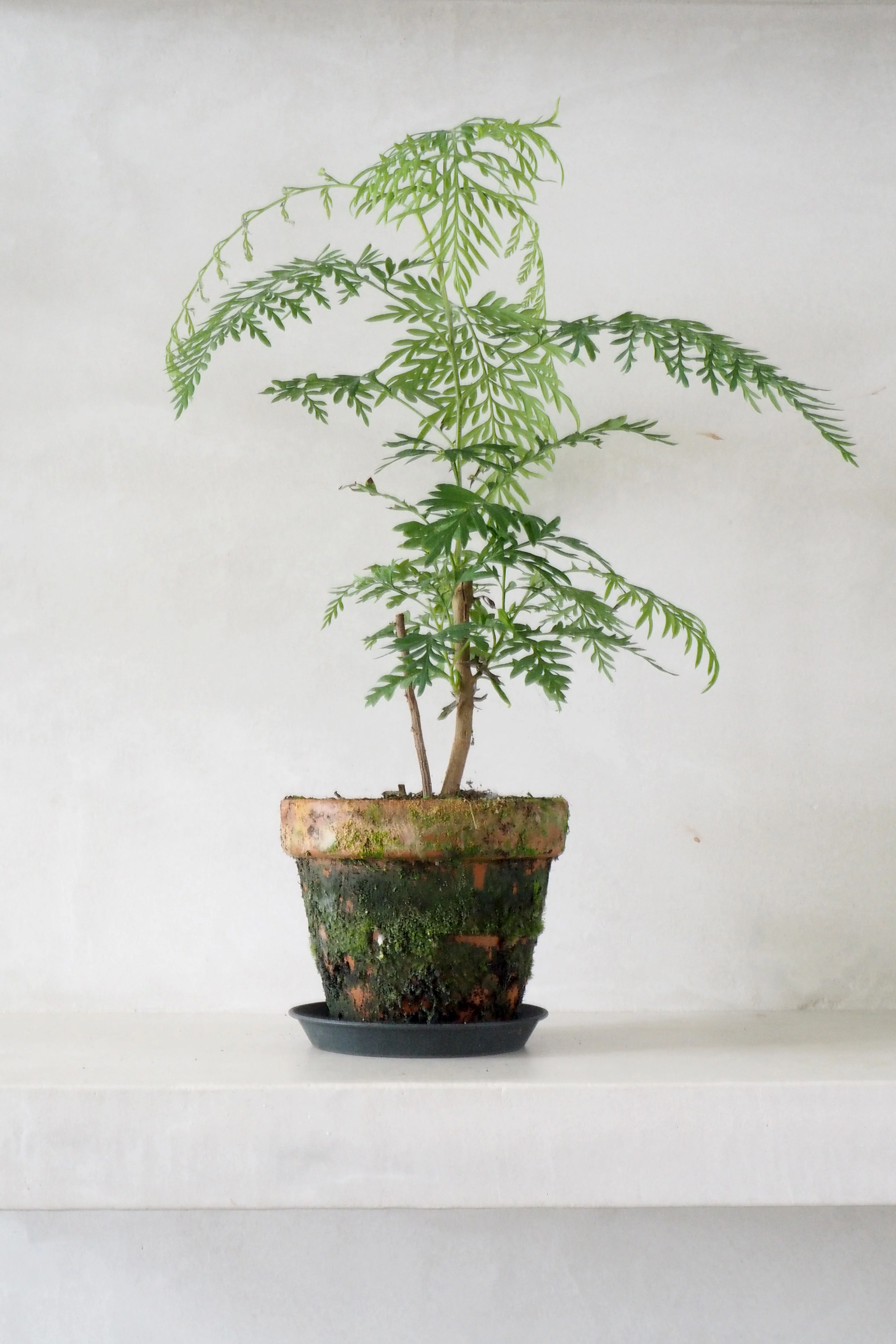 Silke Eg - Image 3