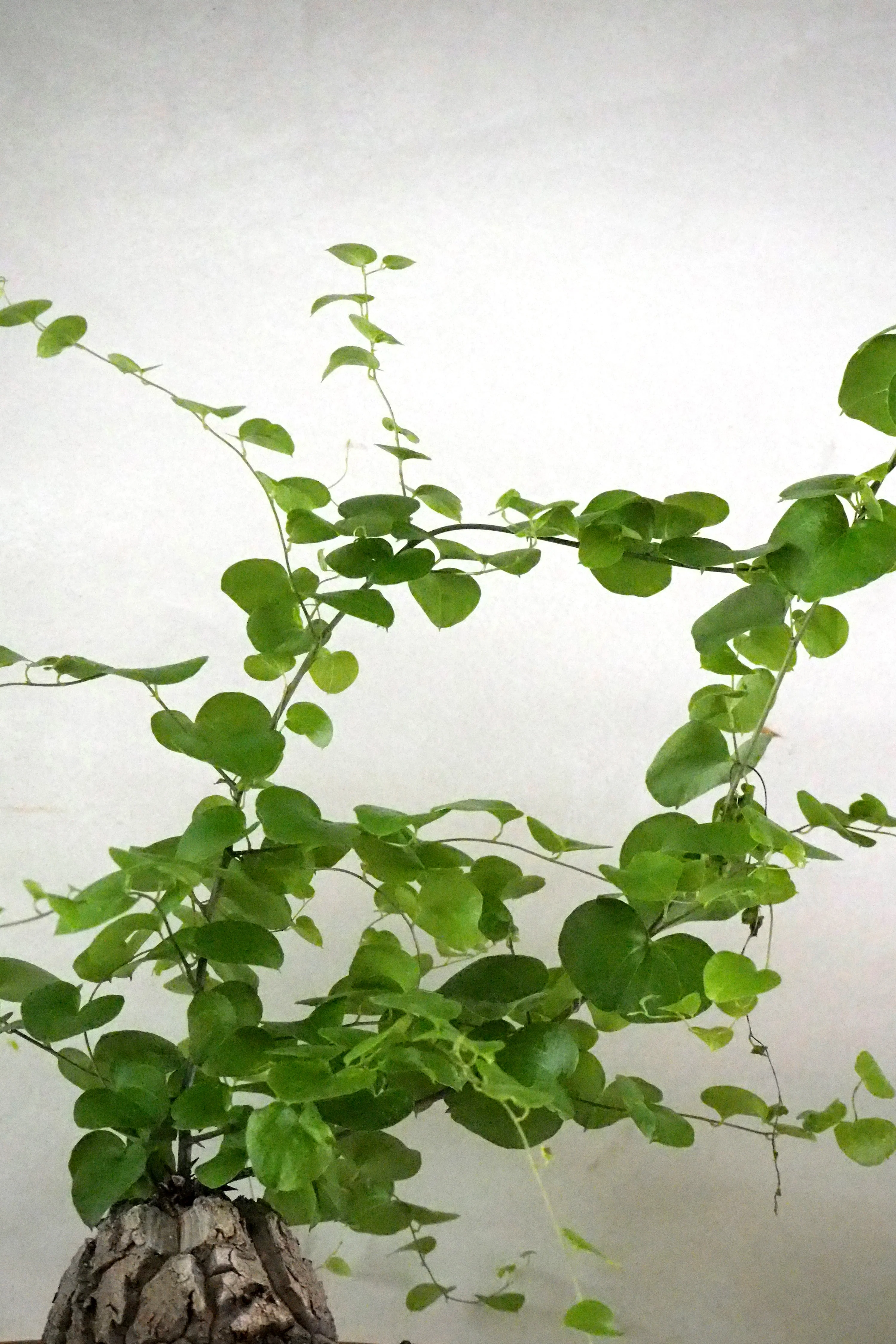 Skildpaddeplante - Dioscorea Elepantipes - Image 3