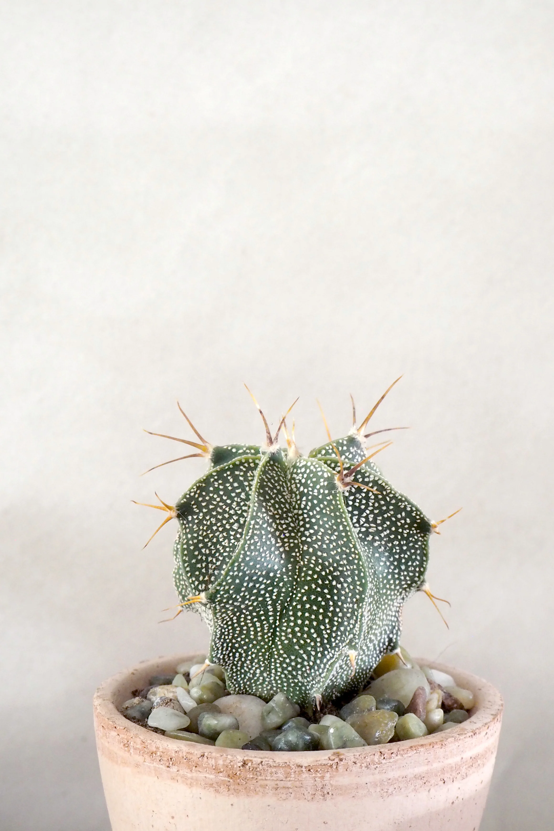 Stjernekaktus - Image 2
