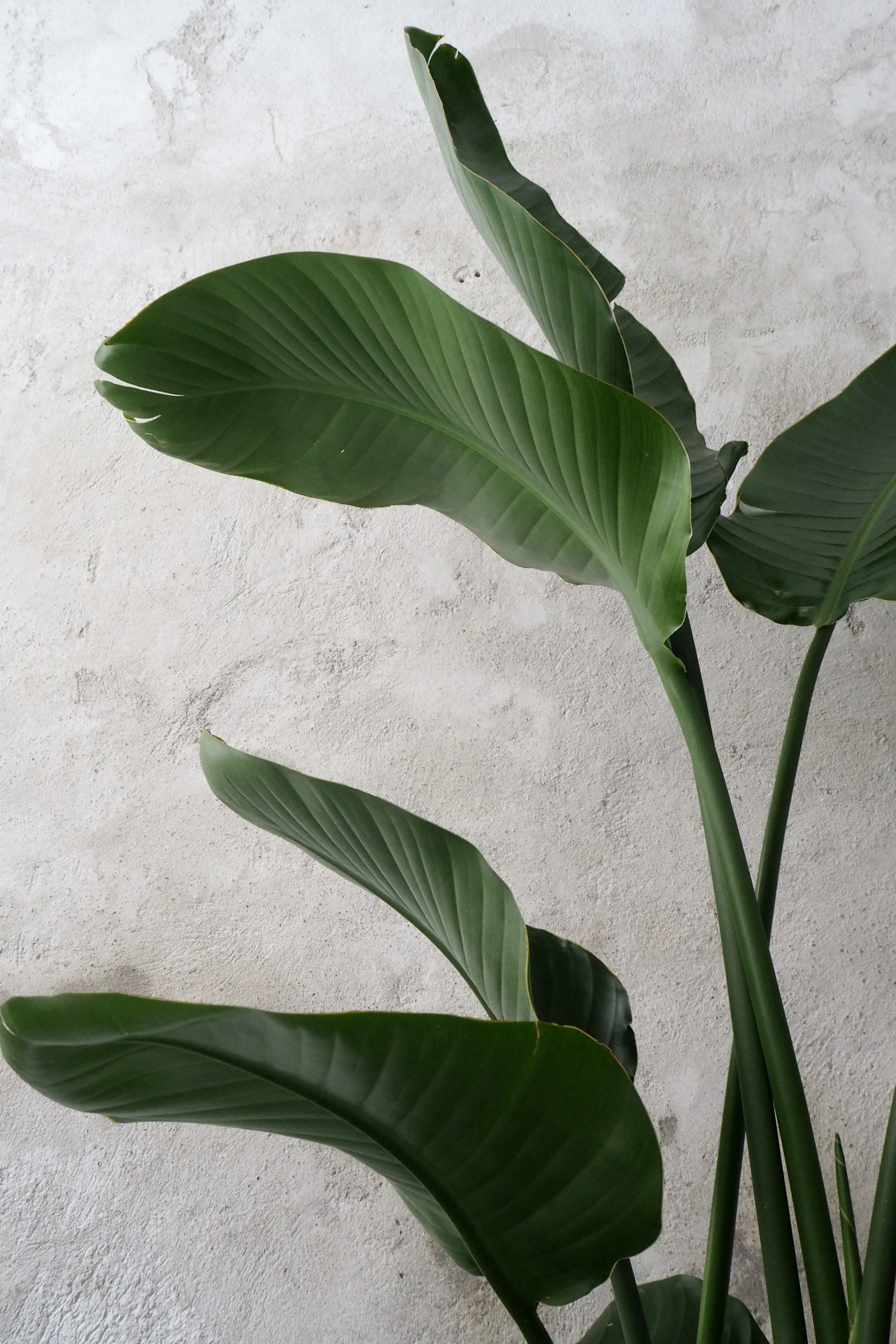 Strelitzia Nicolai - Image 2