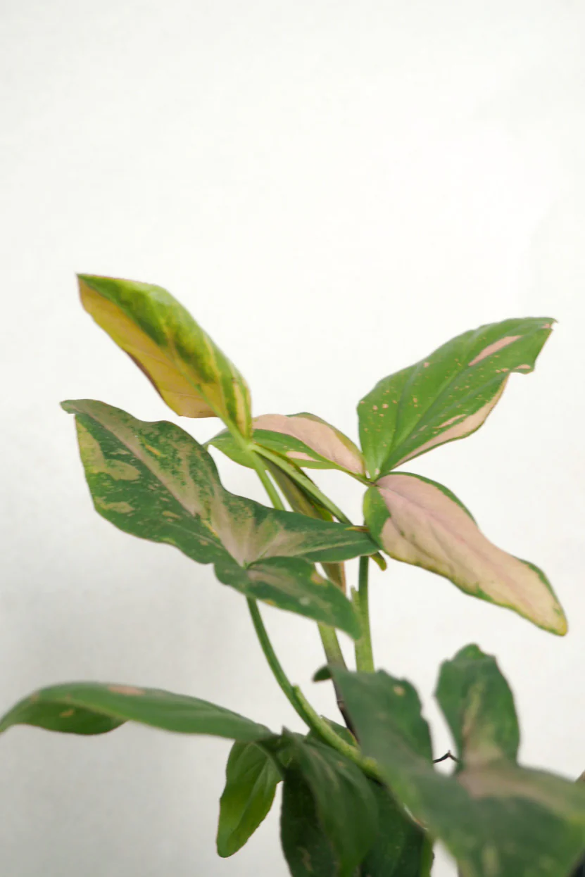Syngonium red spot tricolor - Image 3