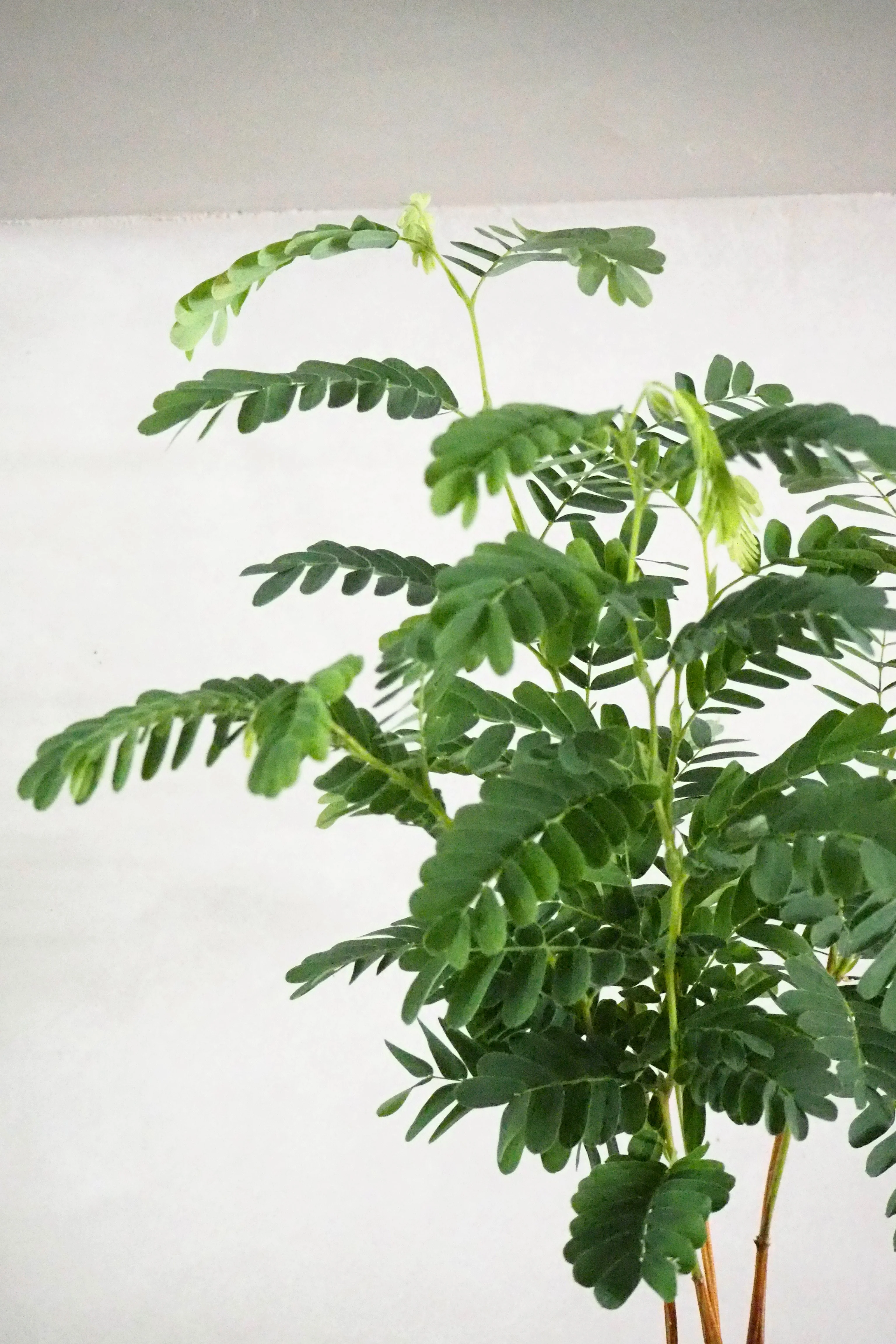 Tamarindus indica - Image 2