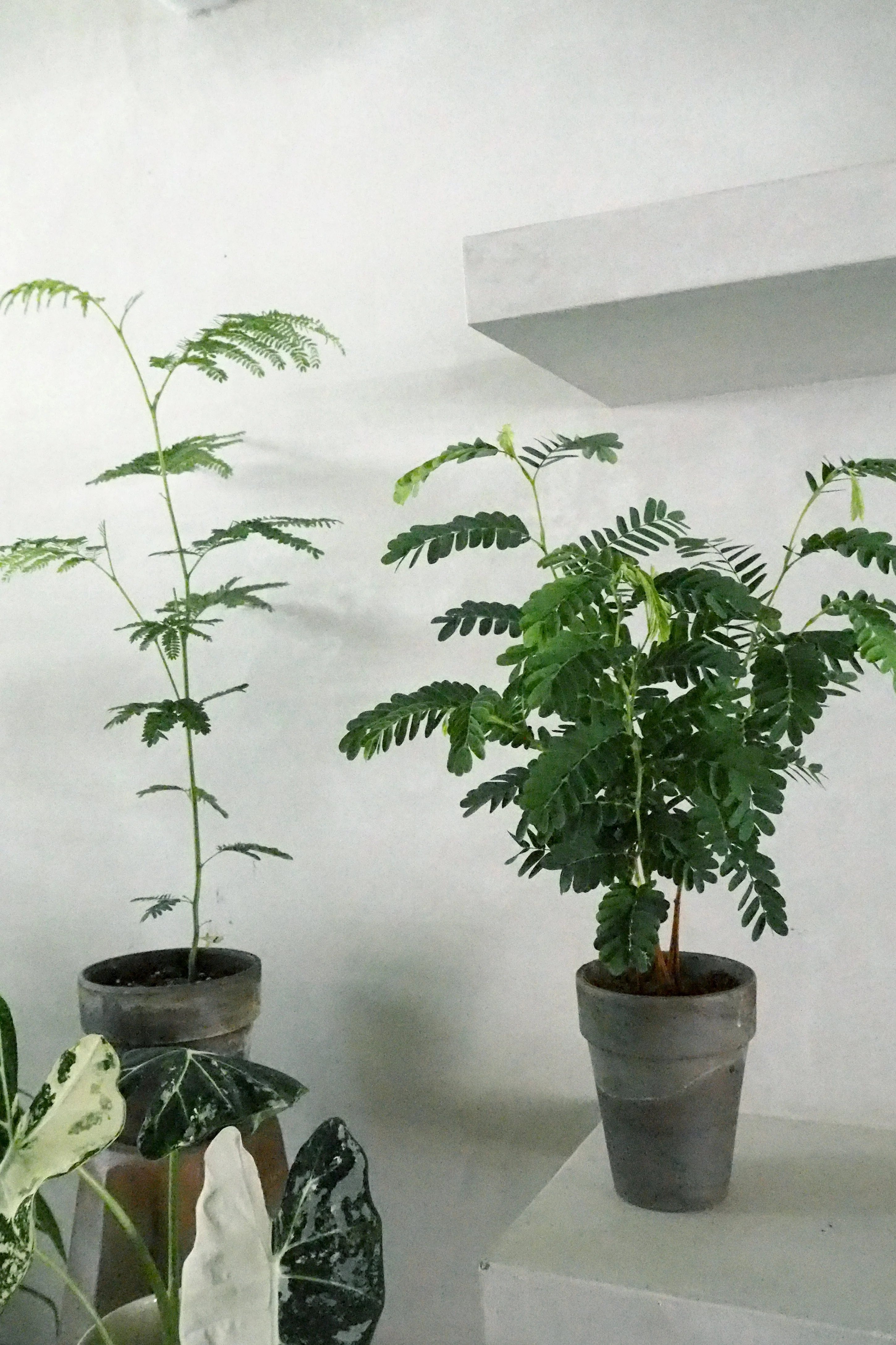 Tamarindus indica - Image 3