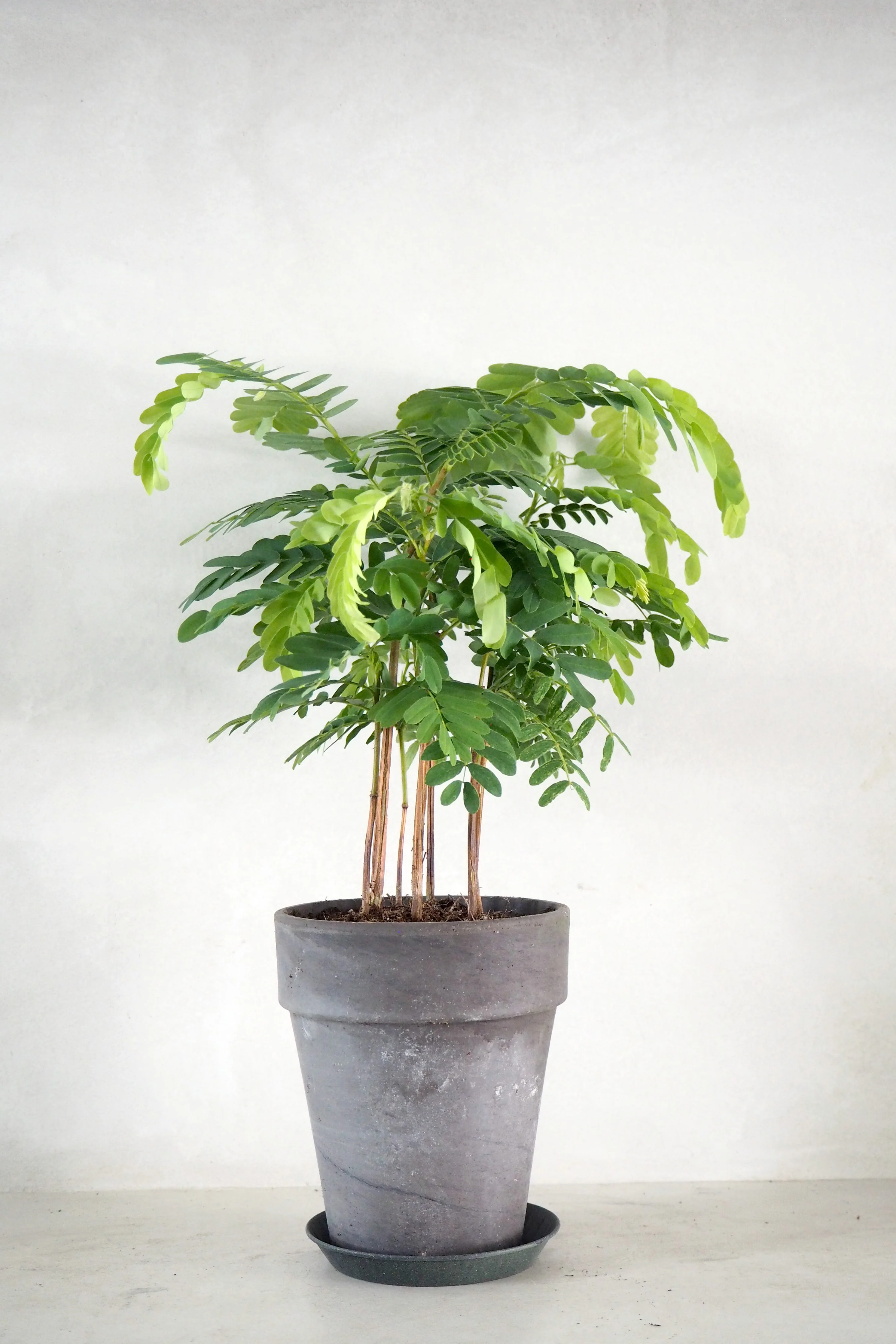 Tamarindus indica - Image 4