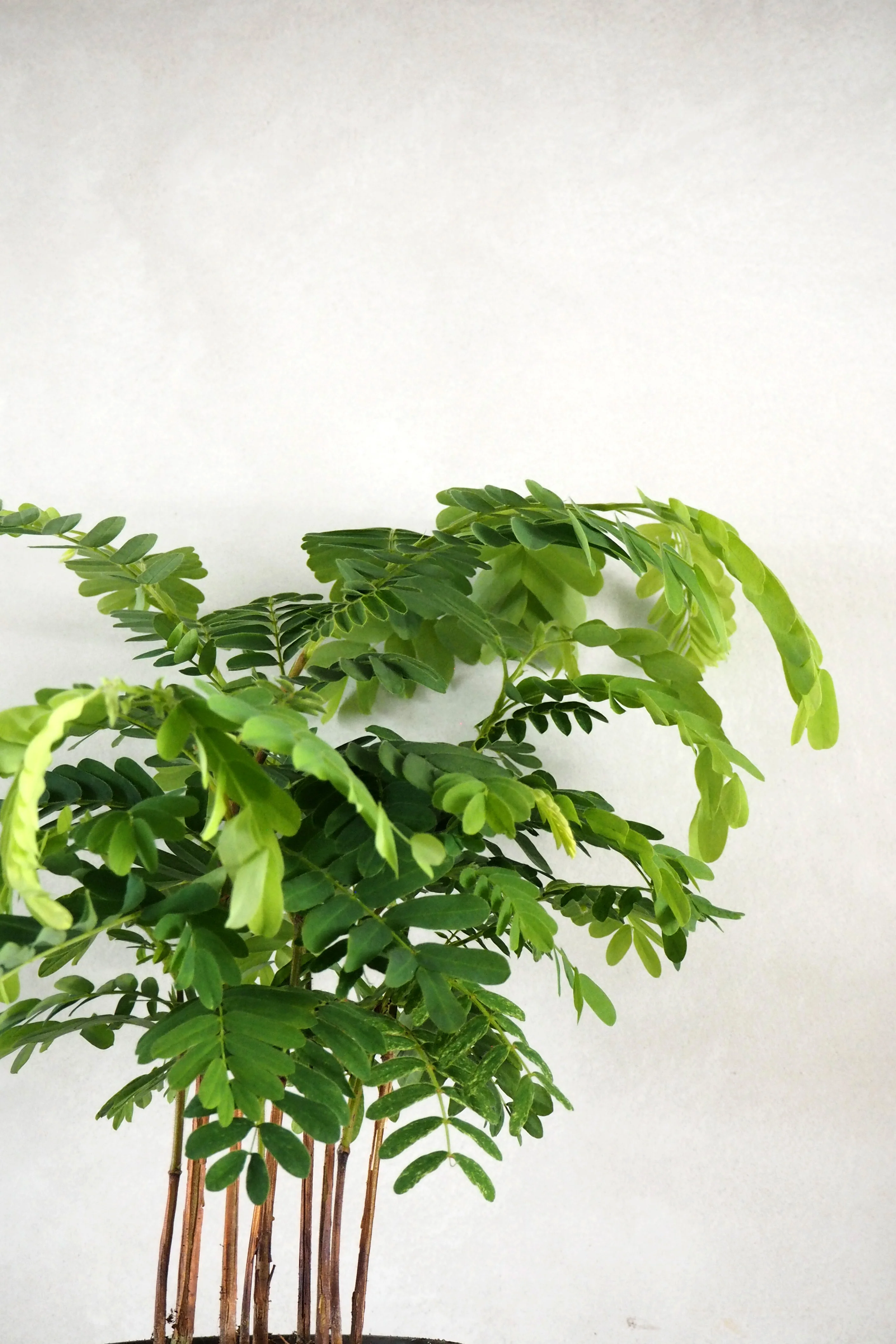 Tamarindus indica - Image 5