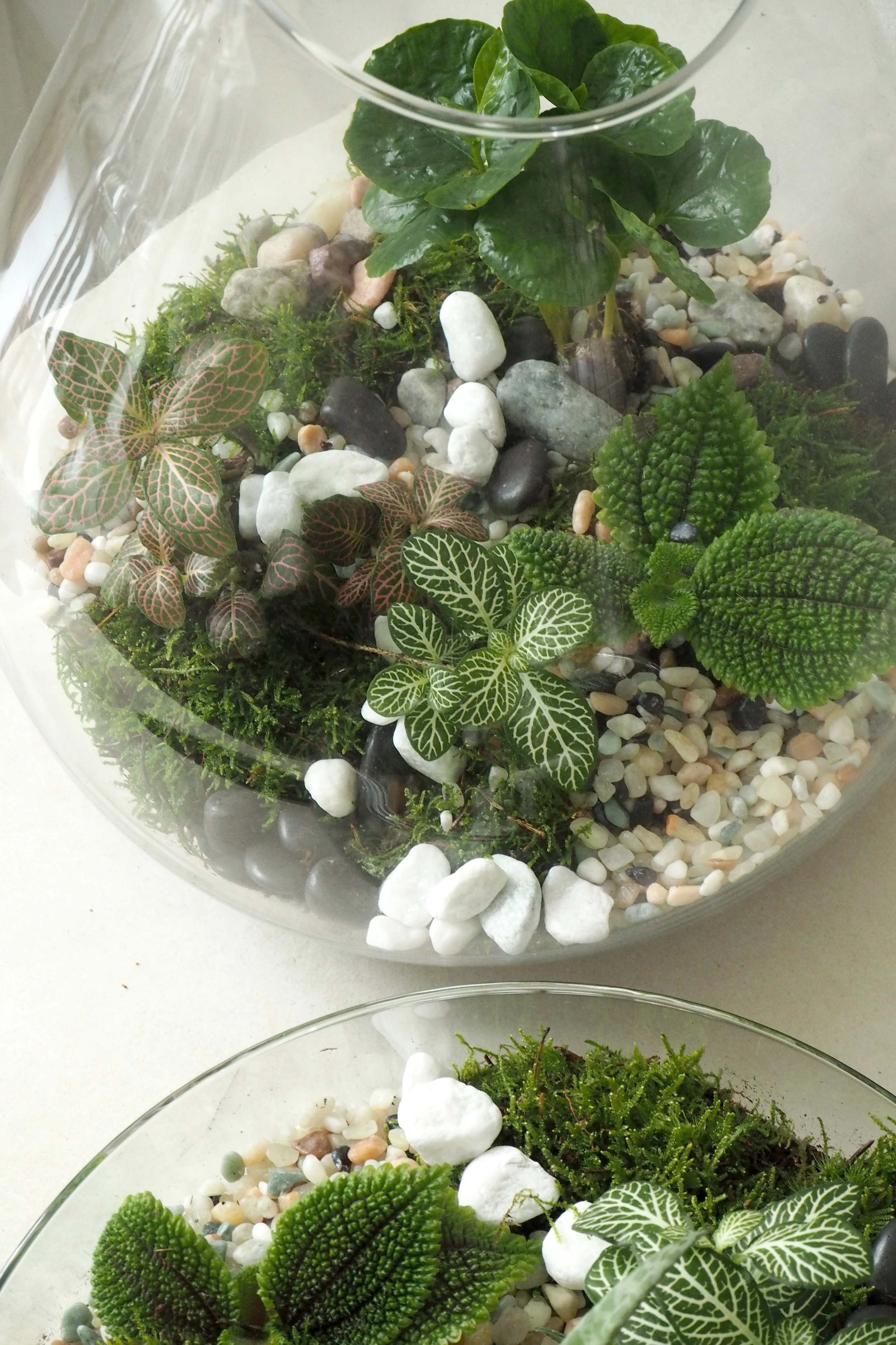 Terrarie no. 10 - Image 3
