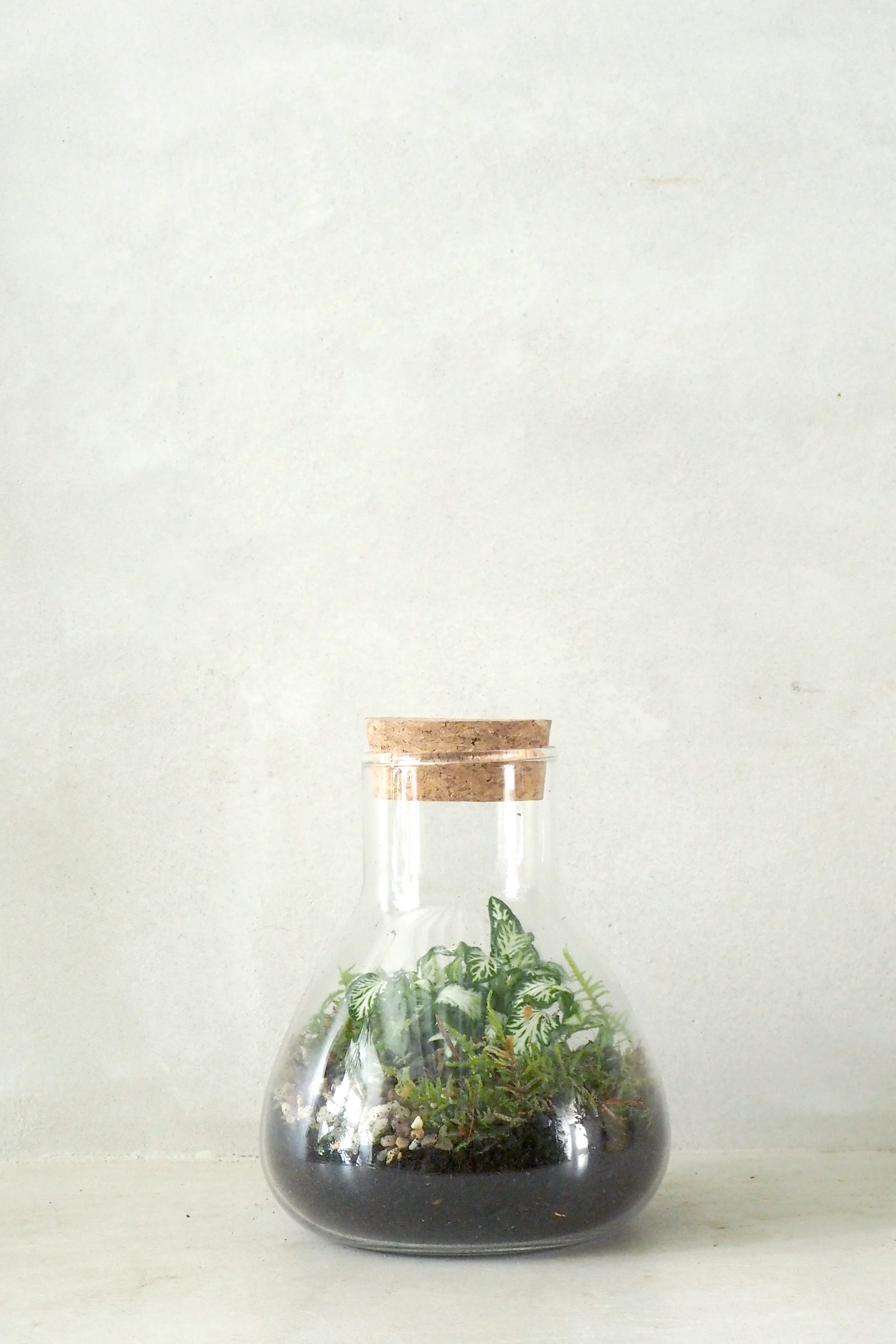 Terrarie no. 05