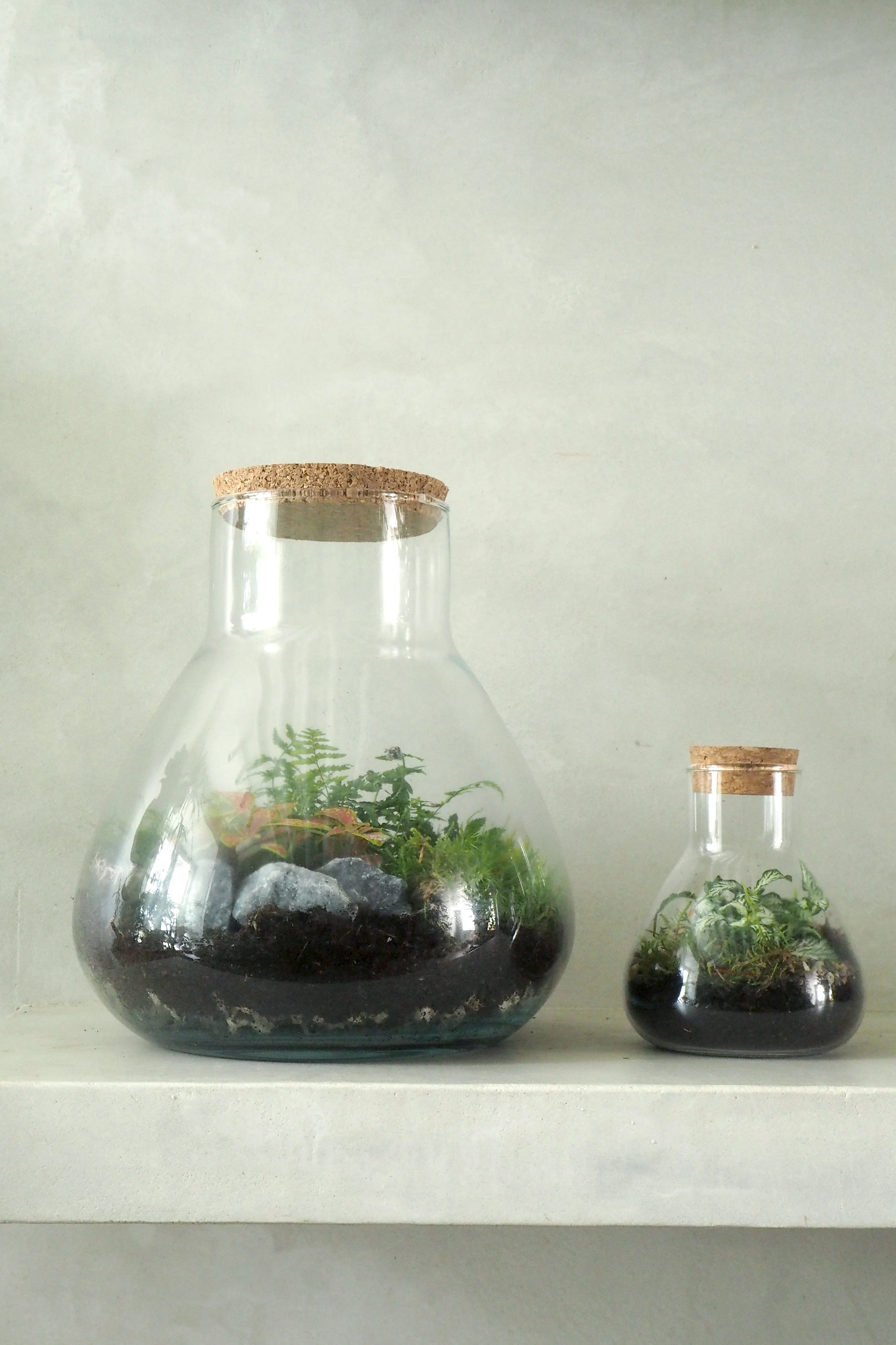 Terrarie no. 05 - Image 3