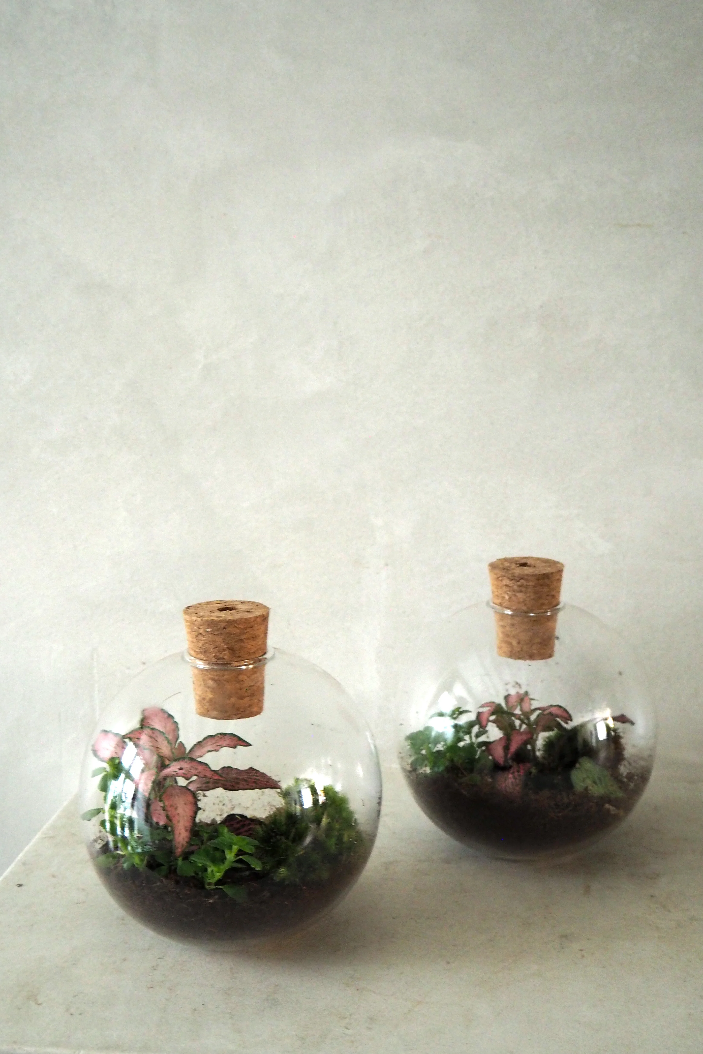 Terrarie no. 14 - Image 3