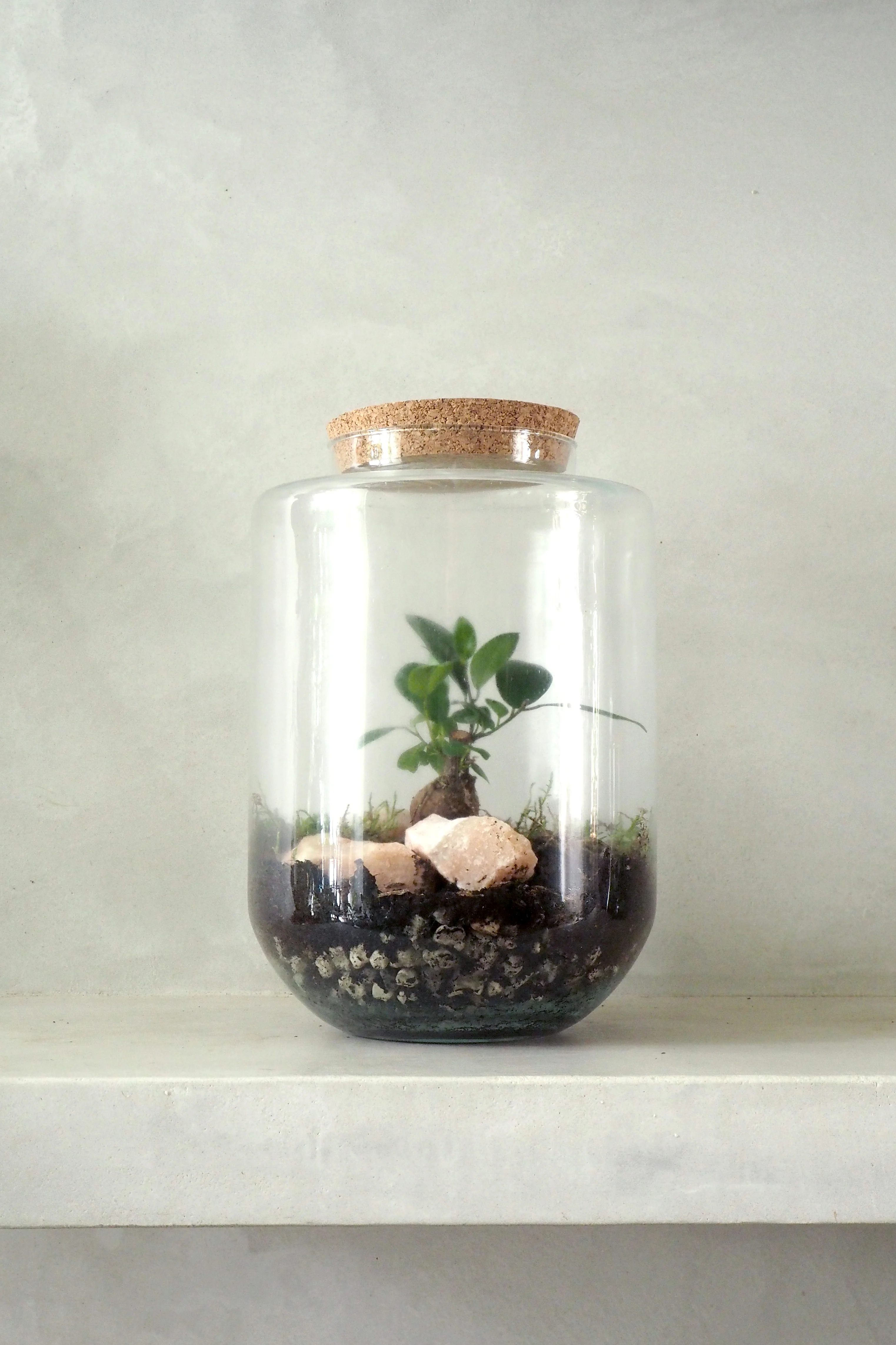 Terrarie med Ficus Bonsai no. 18