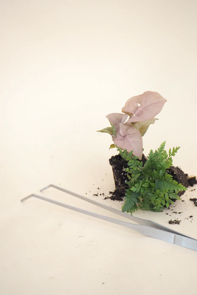 Terrariepincet - Image 3