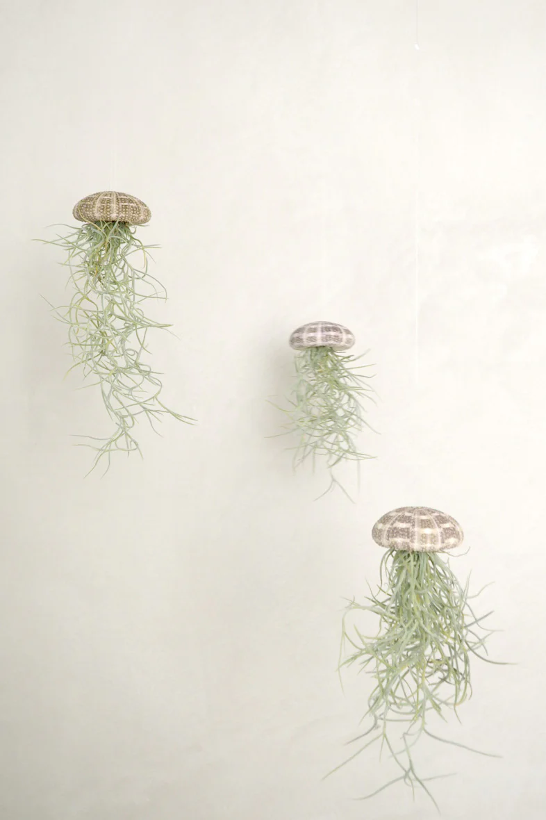 Tillandsia Usneoides i søpindsvin - Image 3