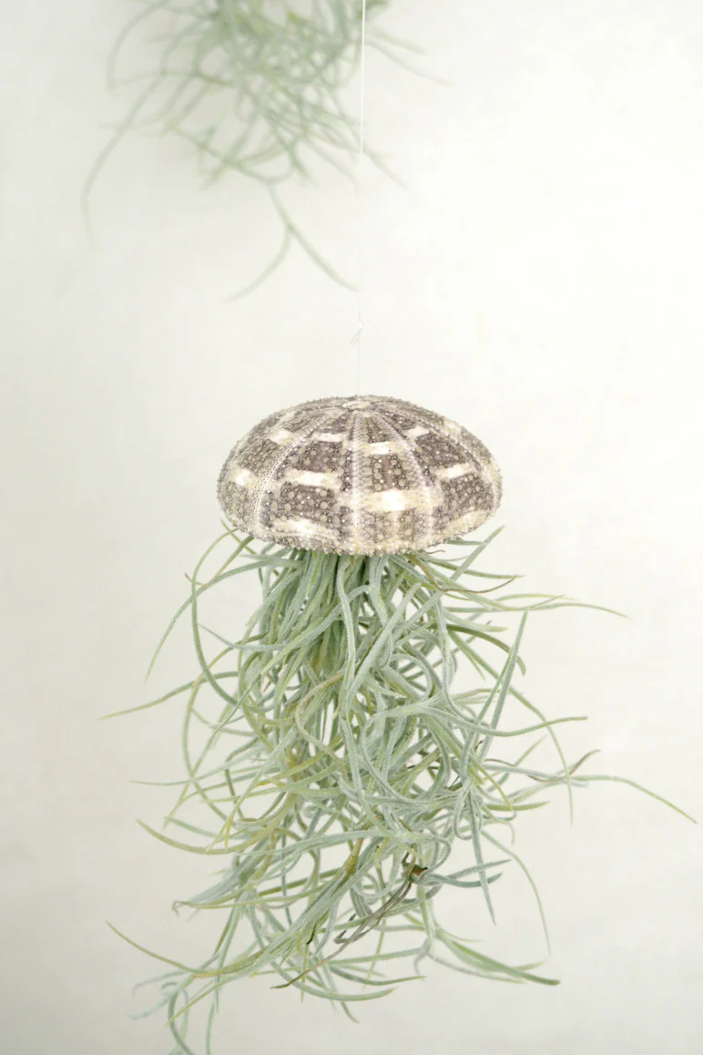 Tillandsia Usneoides i søpindsvin - Image 4