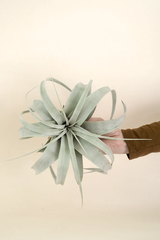 Tillandsia Xerographic - Image 3